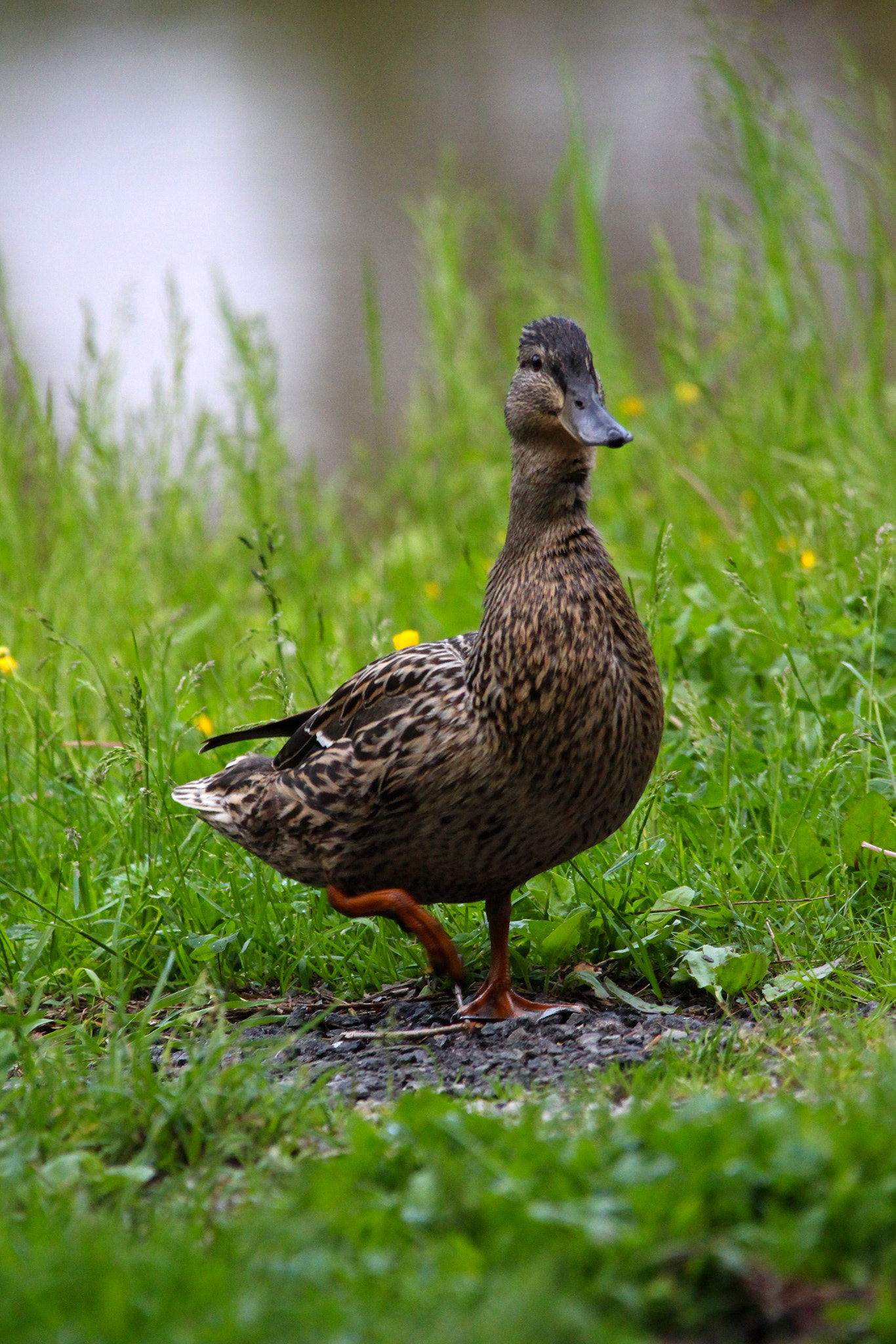 Canon EF 28-300mm F3.5-5.6L IS USM sample photo. Duck photography