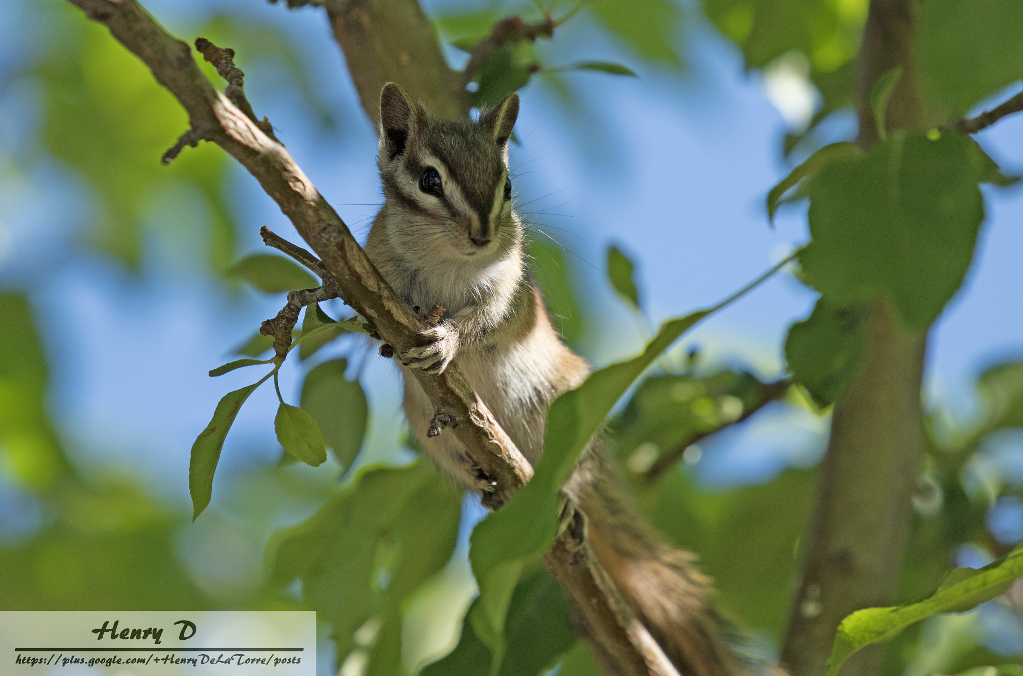 Canon EF 100-400mm F4.5-5.6L IS II USM sample photo. Chipmunk photography