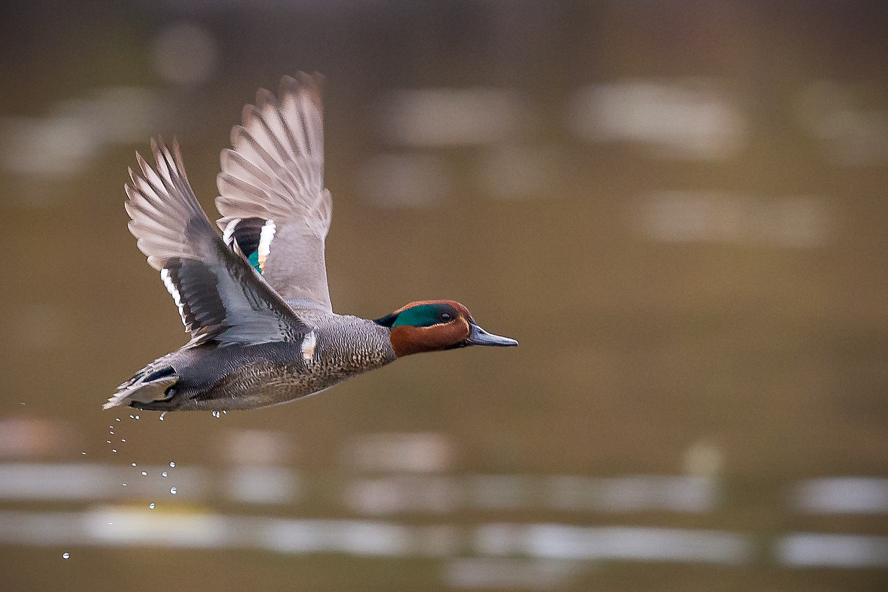 Nikon D800 + Nikon AF-S Nikkor 500mm F4G ED VR sample photo. Green winged teal ii photography