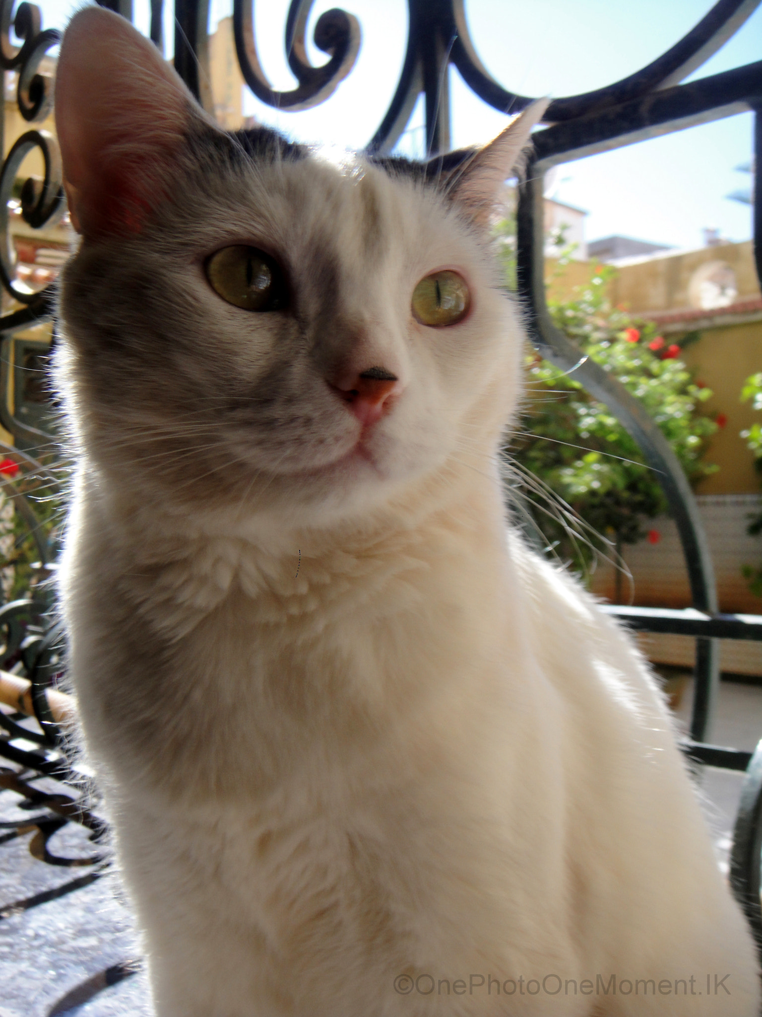 Sony DSC-T900 sample photo. One look photography