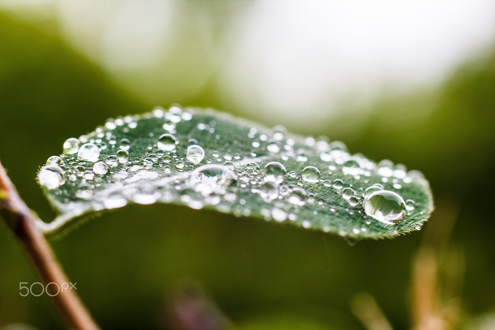 Canon EF 85mm F1.8 USM sample photo. After the rain photography