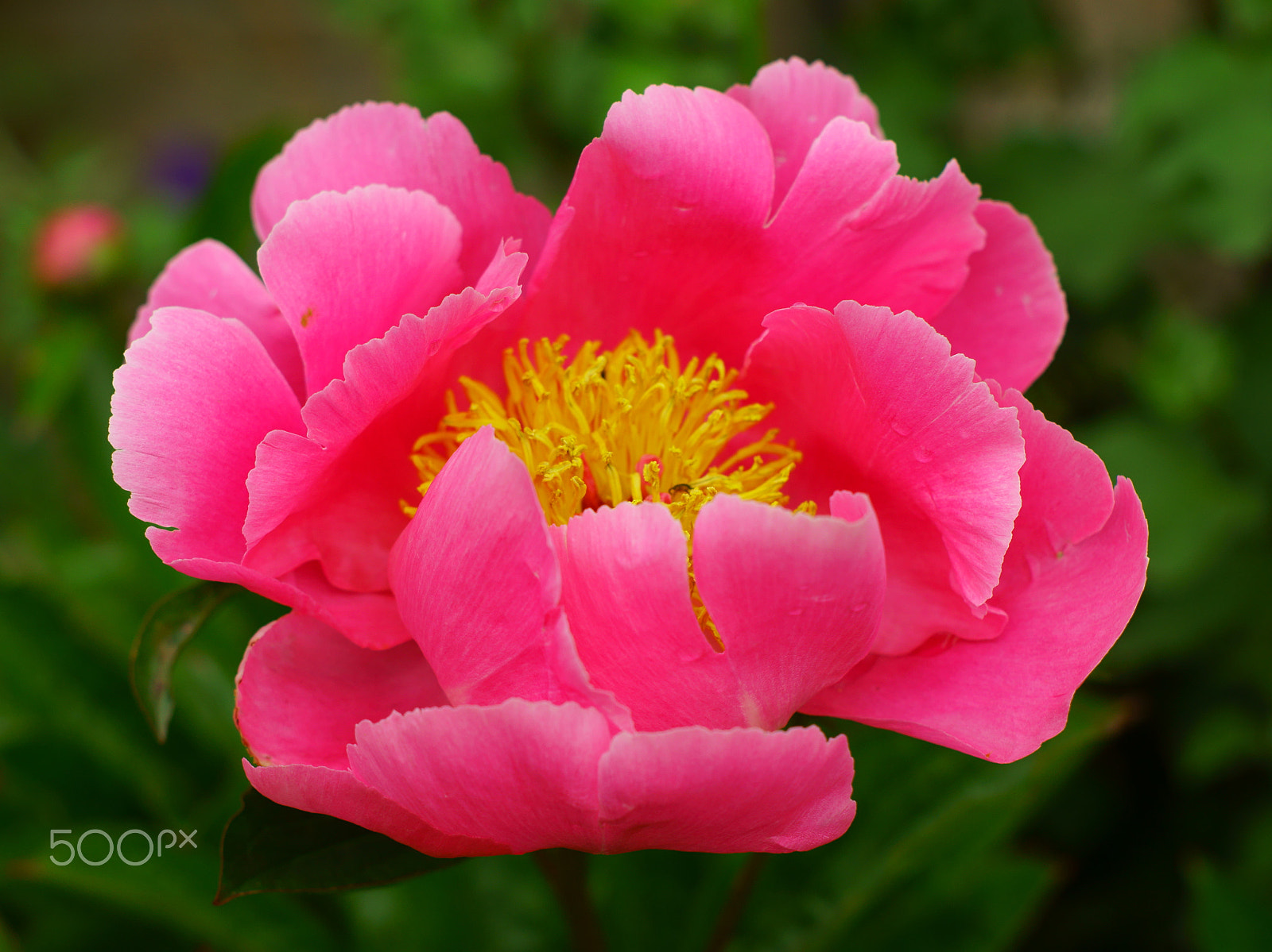 Sony SLT-A65 (SLT-A65V) + Minolta AF 50mm F1.7 sample photo. Pink flower photography