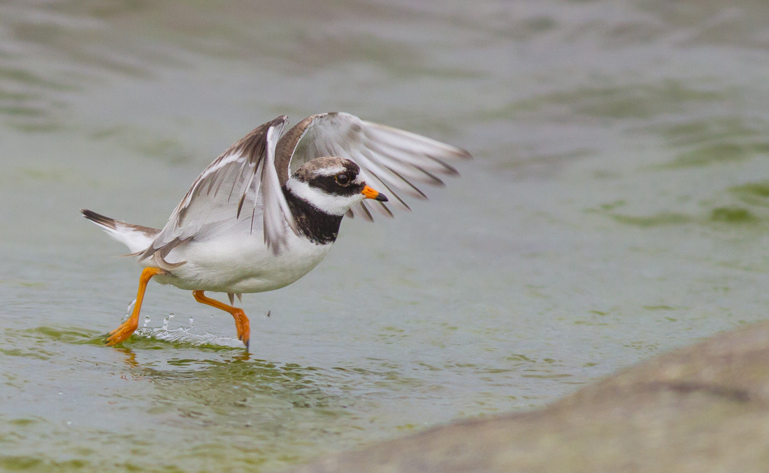 Canon EOS 7D + Canon EF 400mm F5.6L USM sample photo. Common ringed plover photography