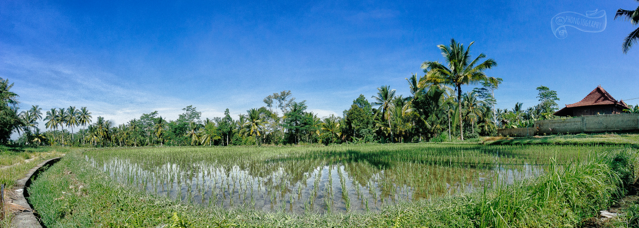 Sony Alpha NEX-6 + Sony E 10-18mm F4 OSS sample photo. Rice terrace field, bali photography