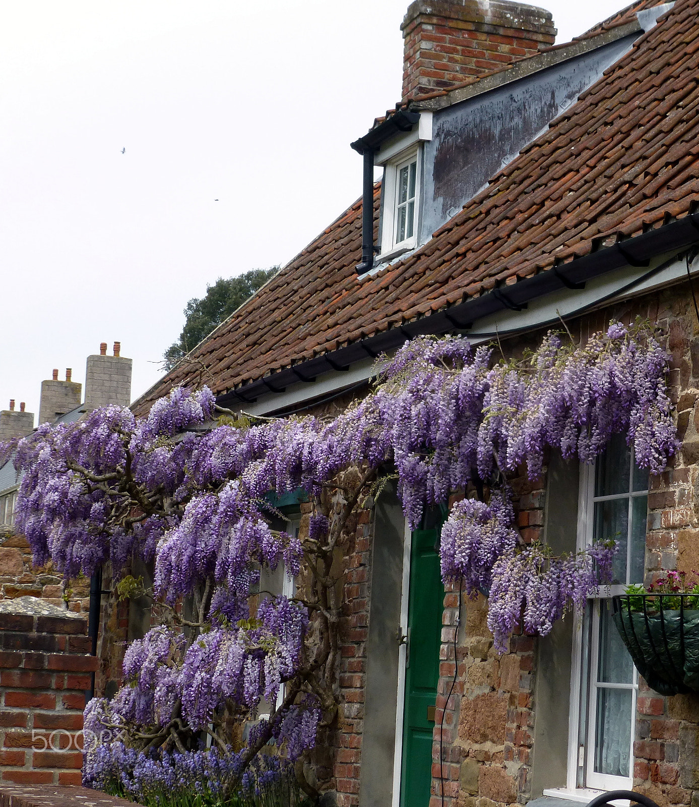 Panasonic DMC-TZ27 sample photo. Wisteria on country cottage photography