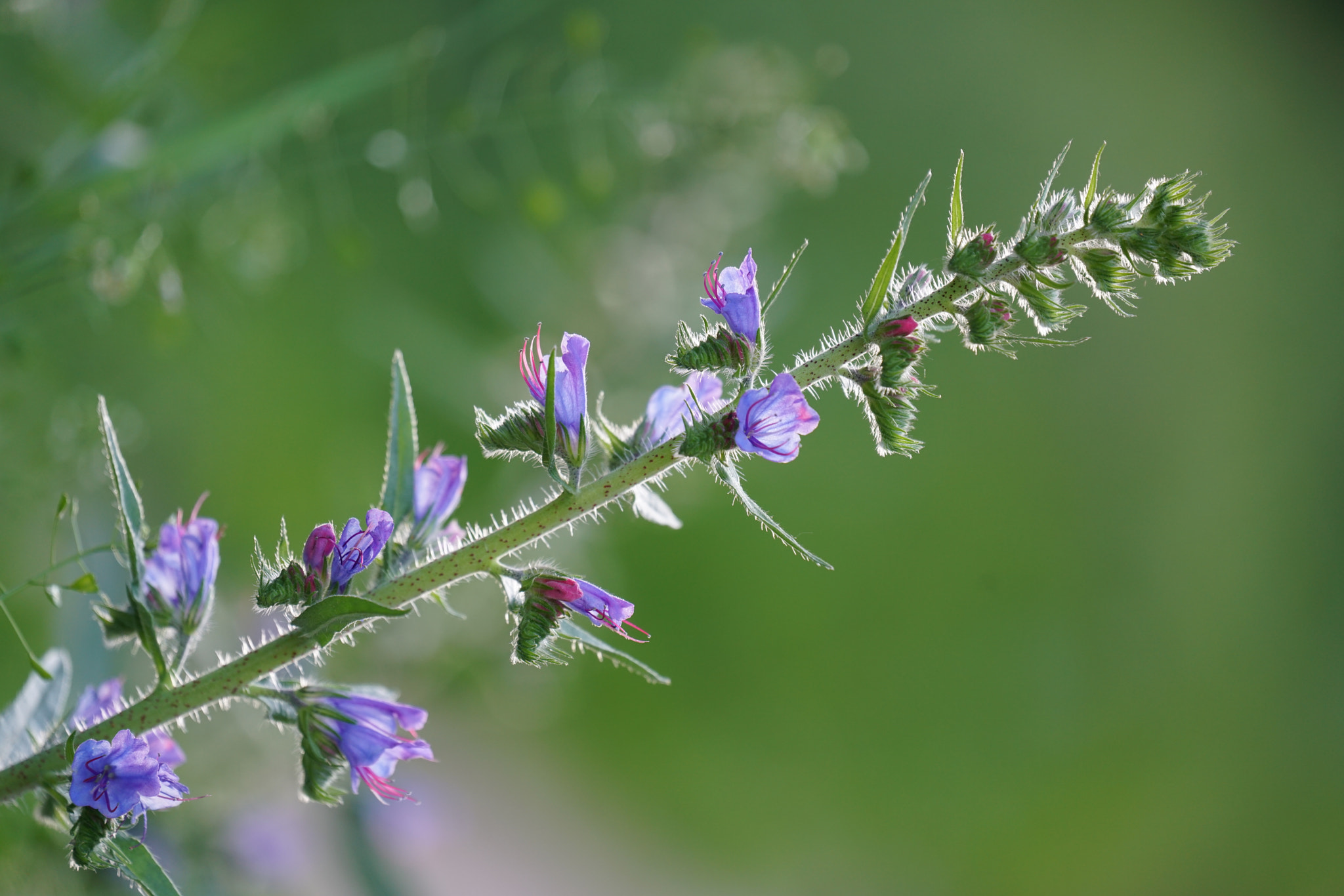Sony FE 70-300mm F4.5-5.6 G OSS sample photo. Backlight photography