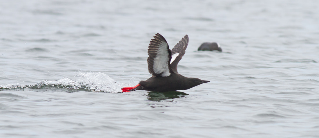 Canon EOS 7D + Canon EF 400mm F5.6L USM sample photo. Landing photography