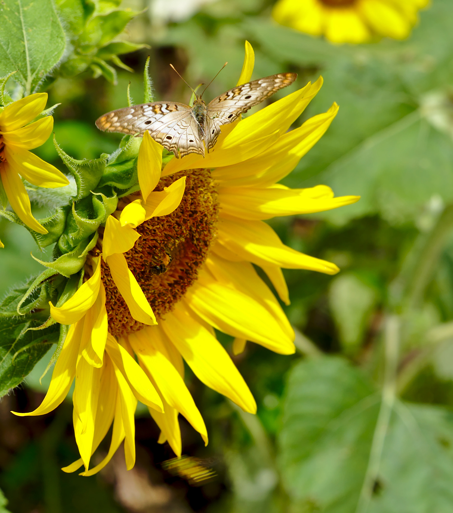 Nikon D810 + Manual Lens No CPU sample photo. A white peacock butterfly on a sunflower photography