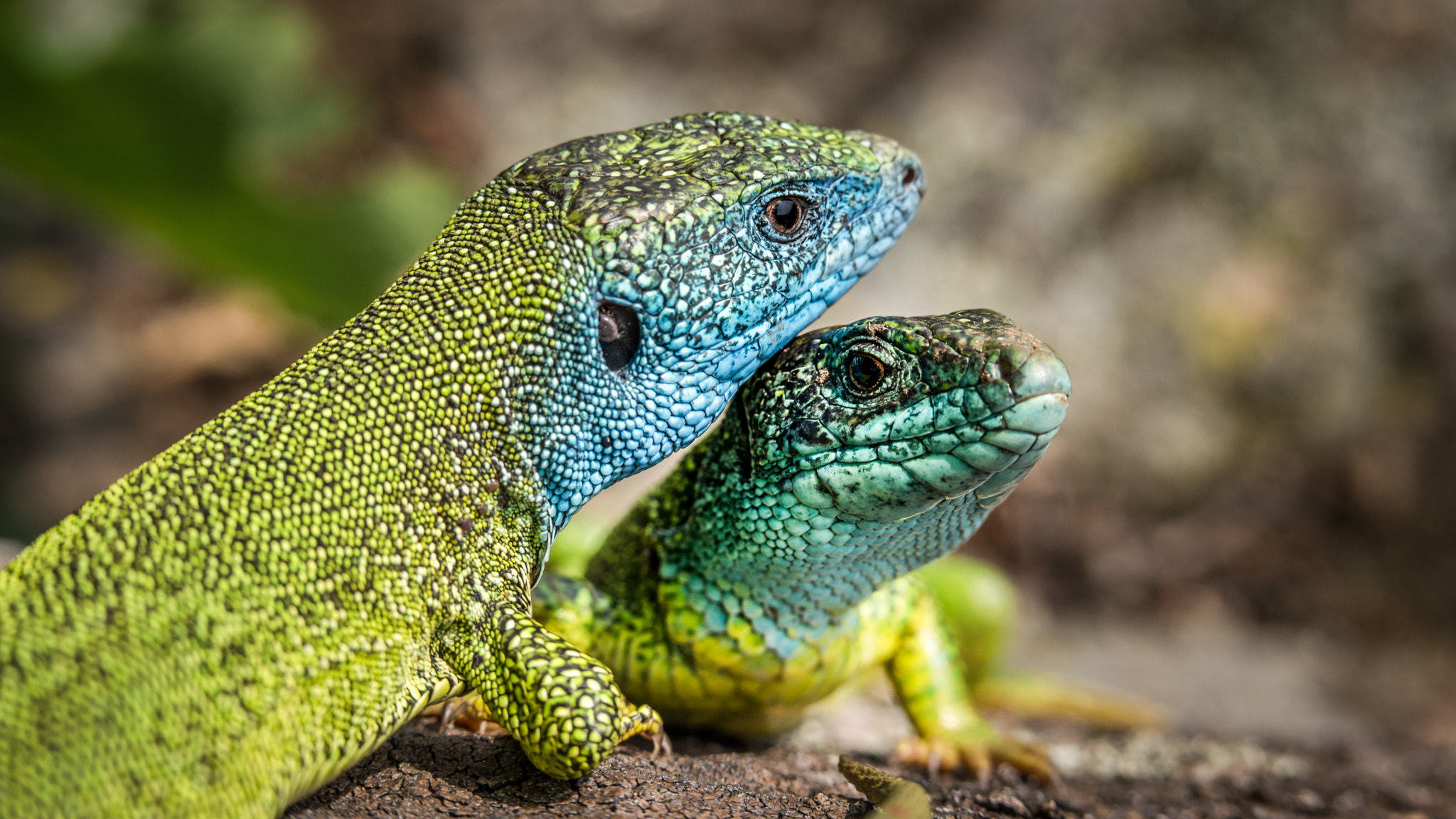 Samsung NX 45mm F1.8 sample photo. Lizards photography