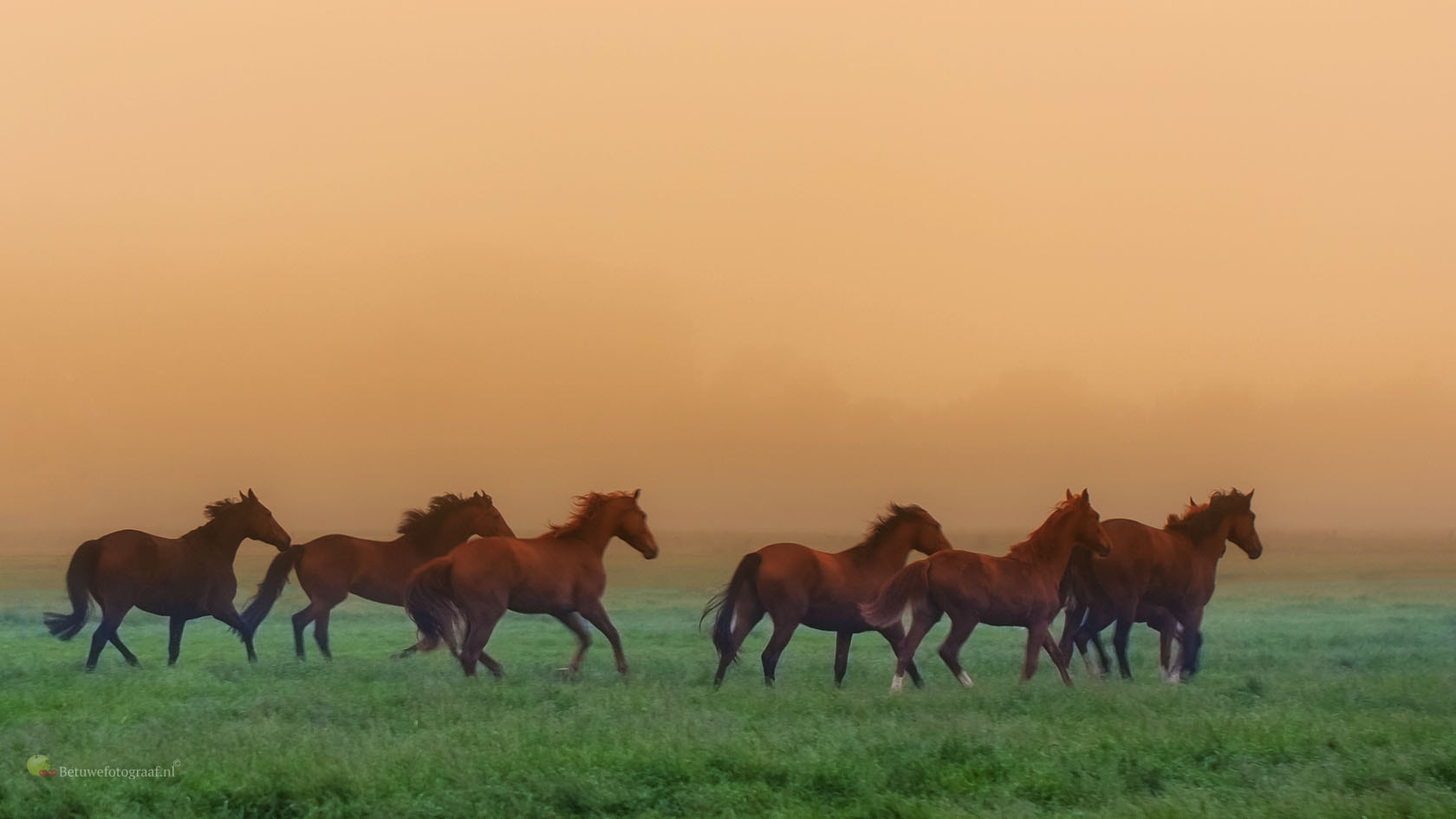 Canon EOS 40D + Canon EF 100mm F2.8L Macro IS USM sample photo. Horses in the mist photography