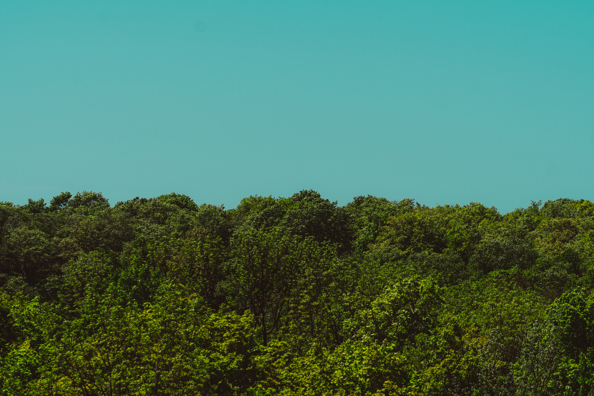 Sony a6300 + Sony FE 70-200mm F4 G OSS sample photo. The nest is above photography