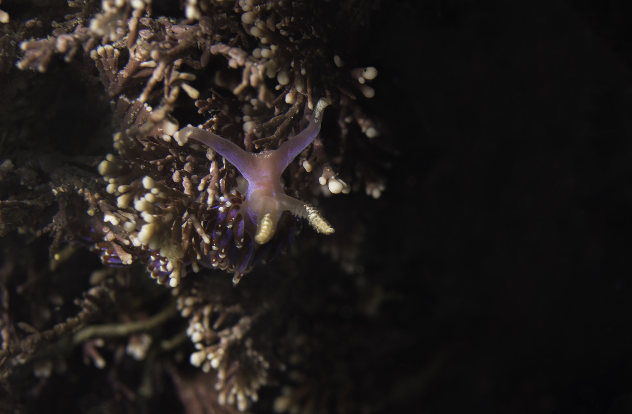 Nikon AF Micro-Nikkor 60mm F2.8D sample photo. Facelina auriculata photography