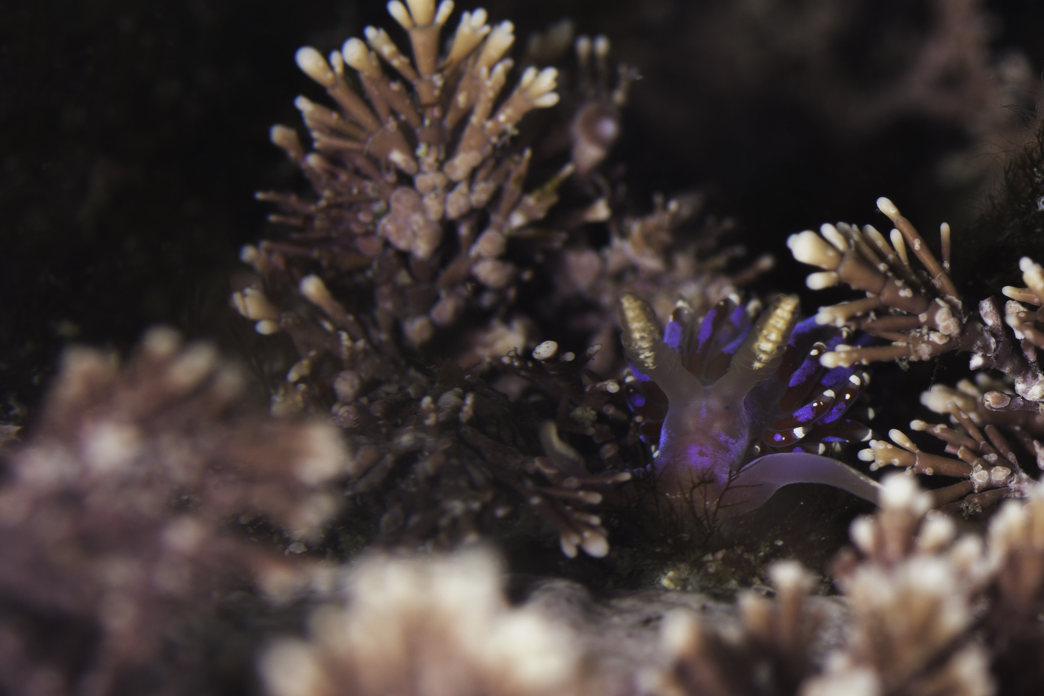 Nikon D7200 + Nikon AF Micro-Nikkor 60mm F2.8D sample photo. Facelina auriculata photography