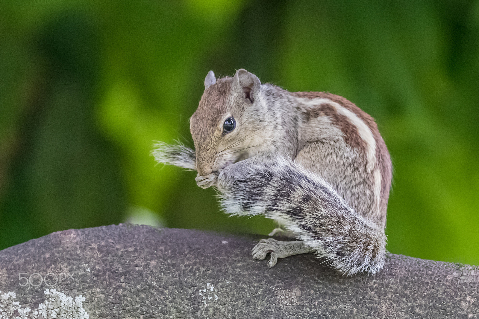 Canon EF 100-400mm F4.5-5.6L IS II USM sample photo. Squirrel photography