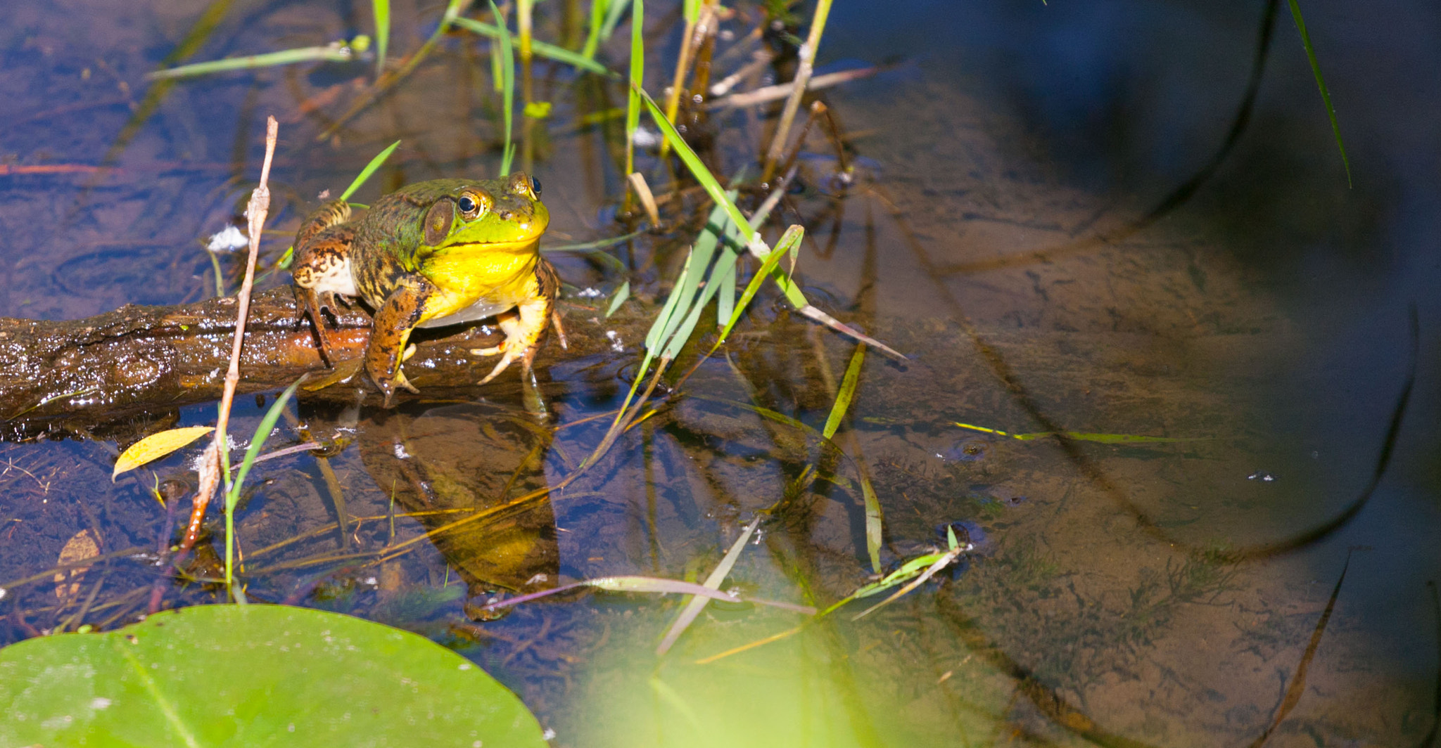 Canon EOS-1D Mark III sample photo. Jumper photography