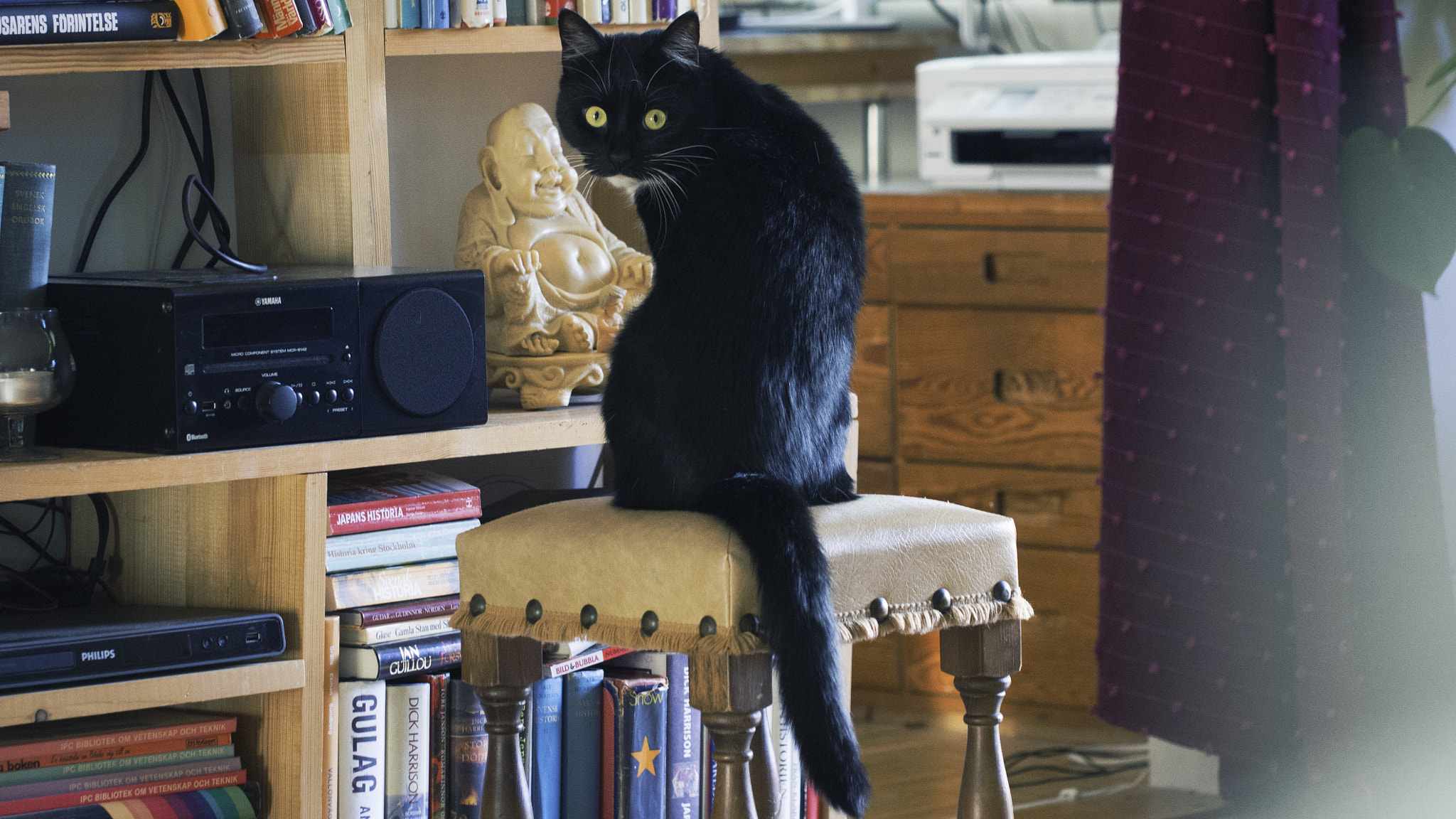 Olympus PEN E-PL5 sample photo. A black cat photography