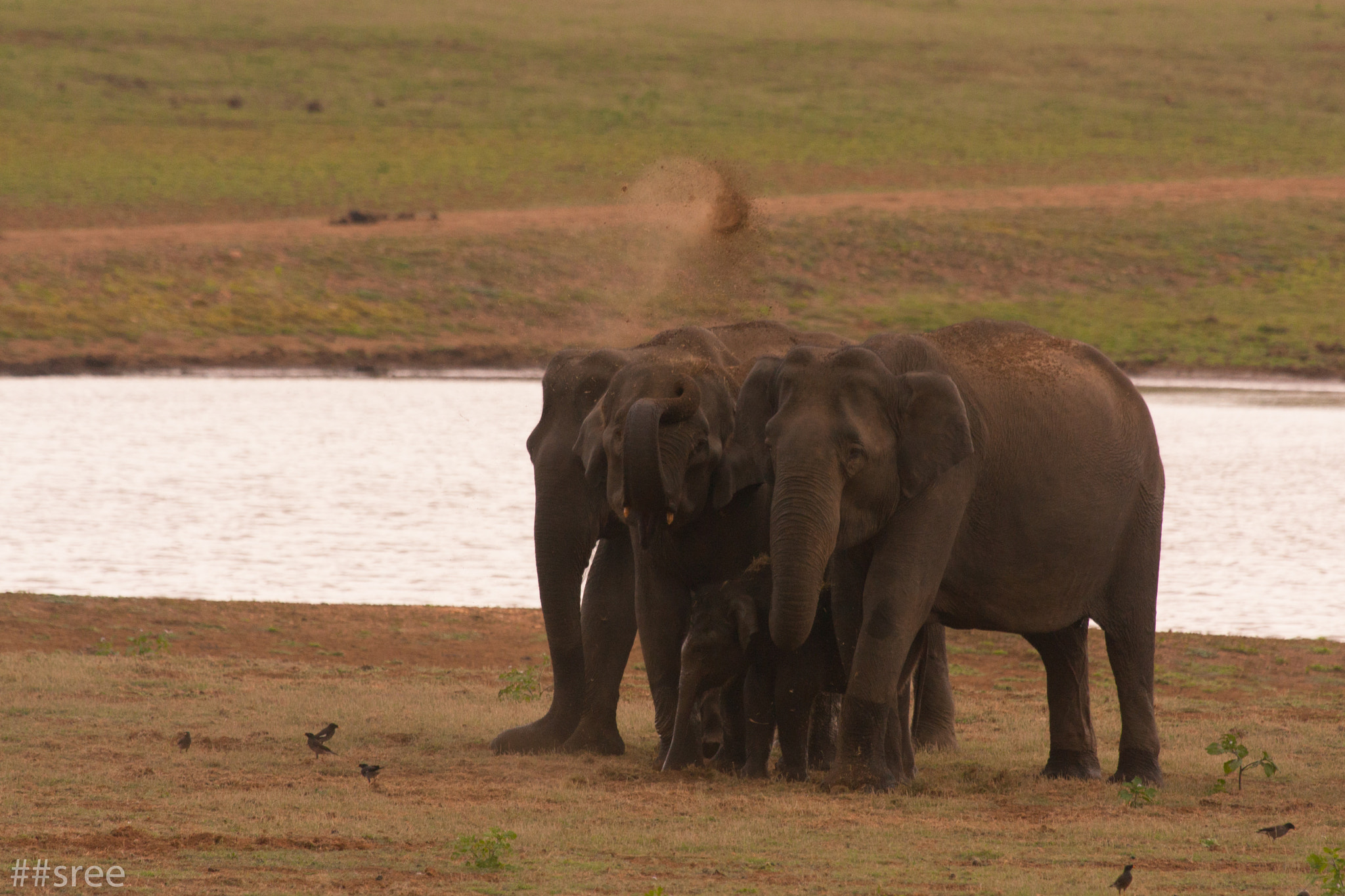 Canon EF 100-400mm F4.5-5.6L IS USM sample photo. Elephant mud bath photography