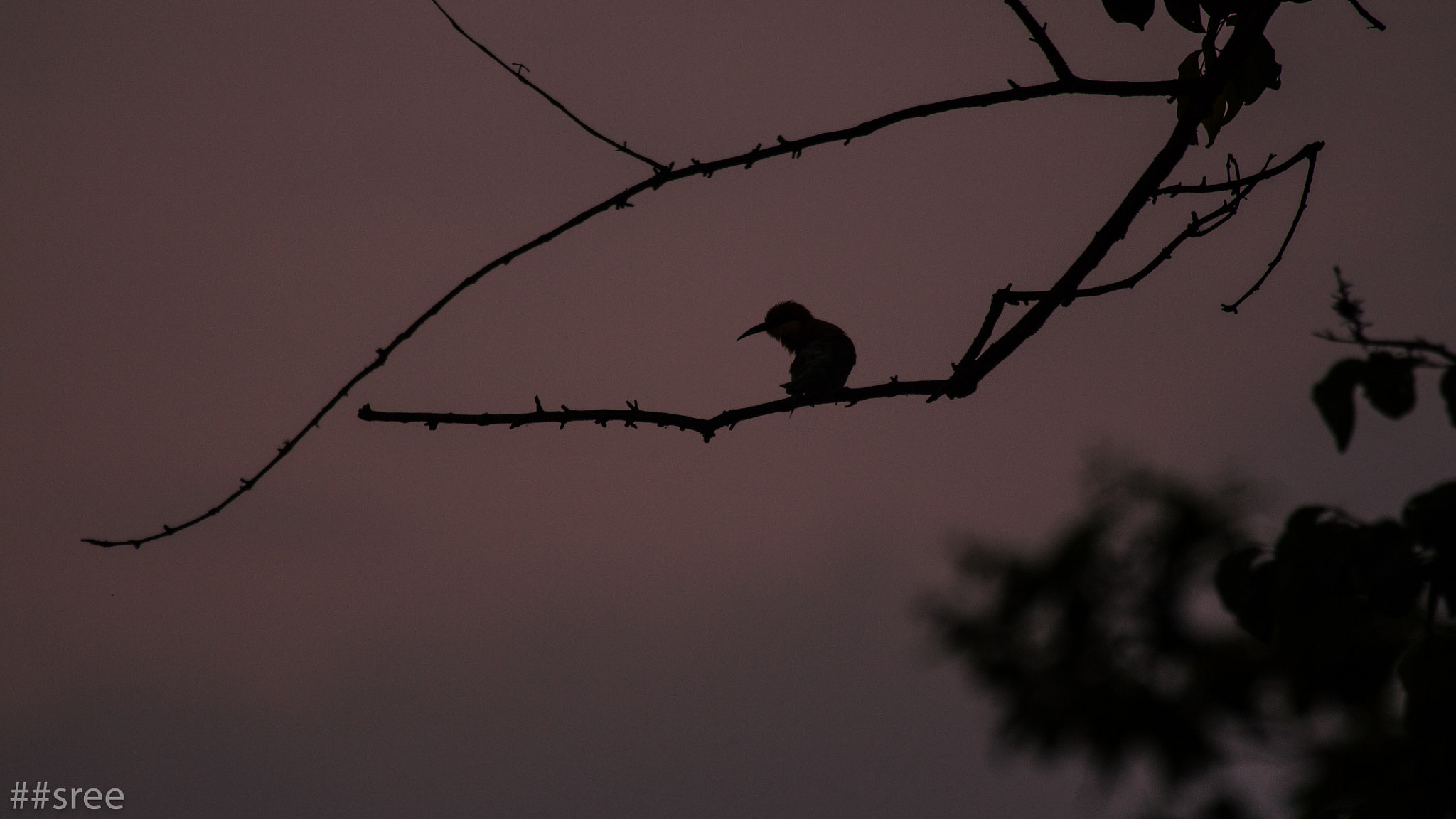 Canon EF 100-400mm F4.5-5.6L IS USM sample photo. Bird silhouette photography