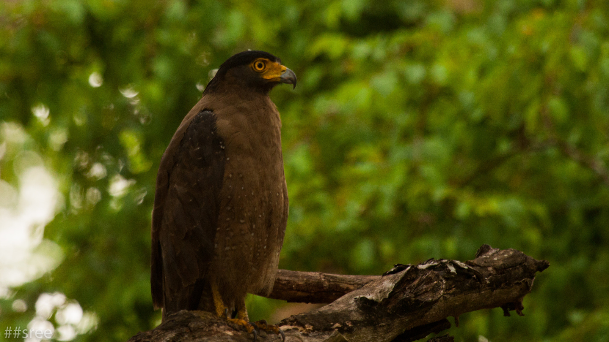 Canon EF 100-400mm F4.5-5.6L IS USM sample photo. Serpent eagle photography