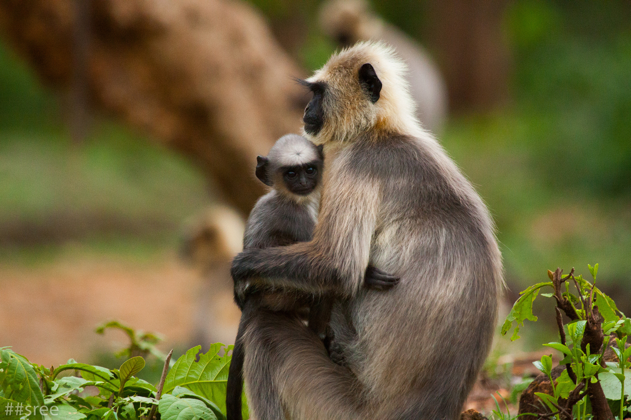 Canon EF 100-400mm F4.5-5.6L IS USM sample photo. Langur photography