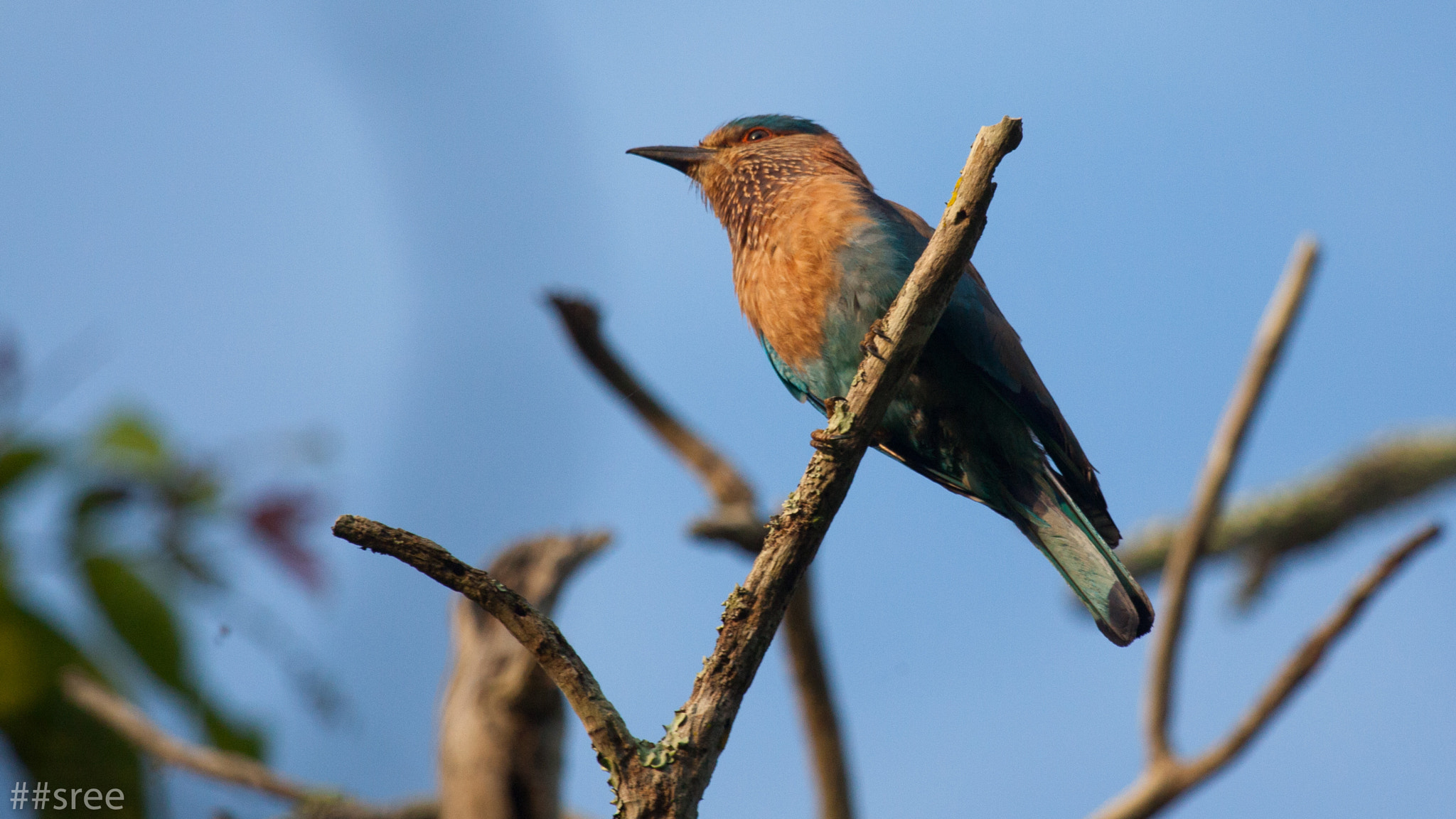Canon EF 100-400mm F4.5-5.6L IS USM sample photo. Indian roller photography