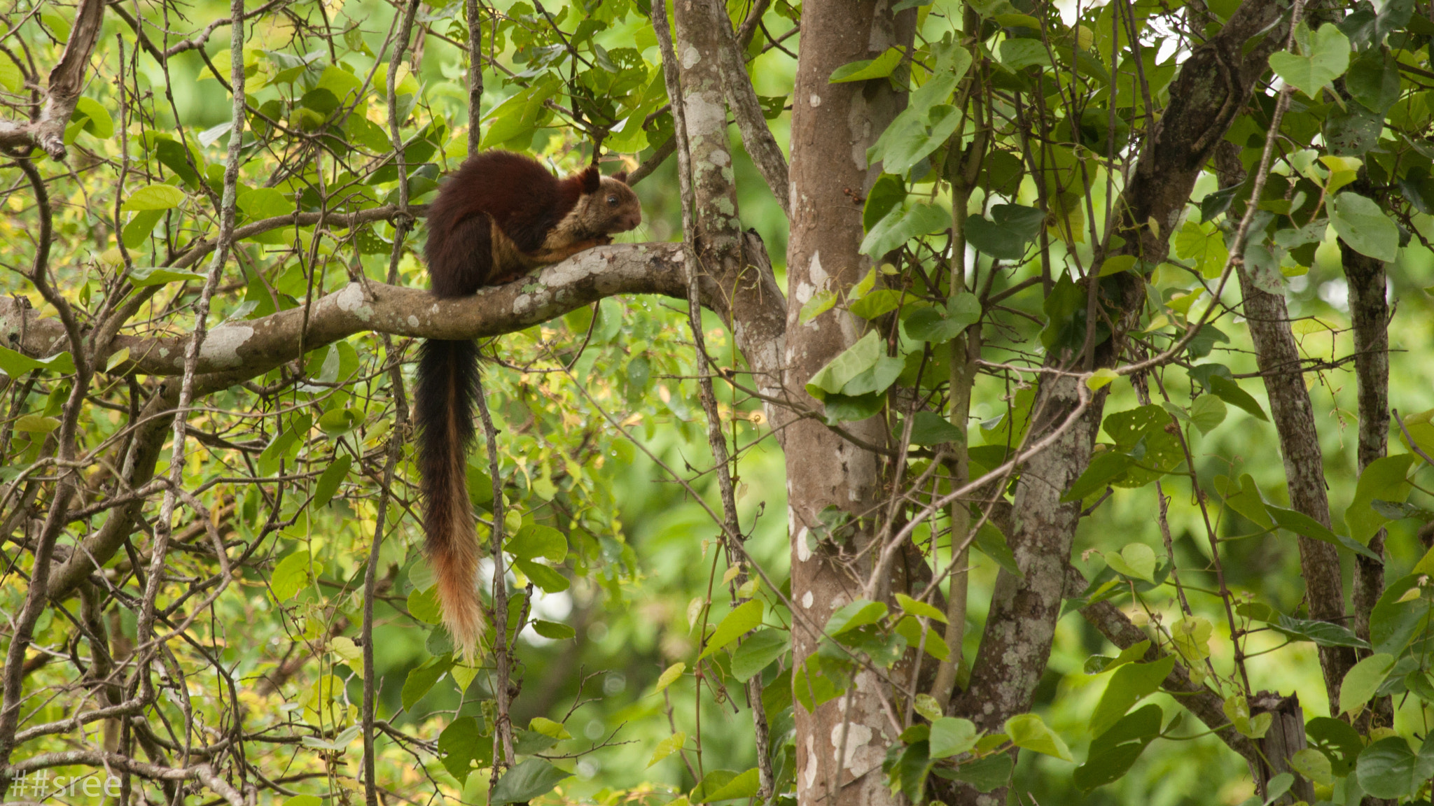 Canon EF 100-400mm F4.5-5.6L IS USM sample photo. Malabar giant squirrel photography
