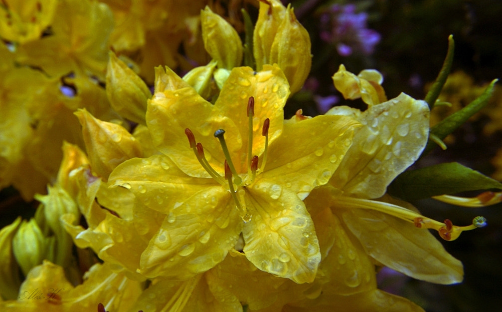 Sony Alpha DSLR-A200 sample photo. Flowers photography