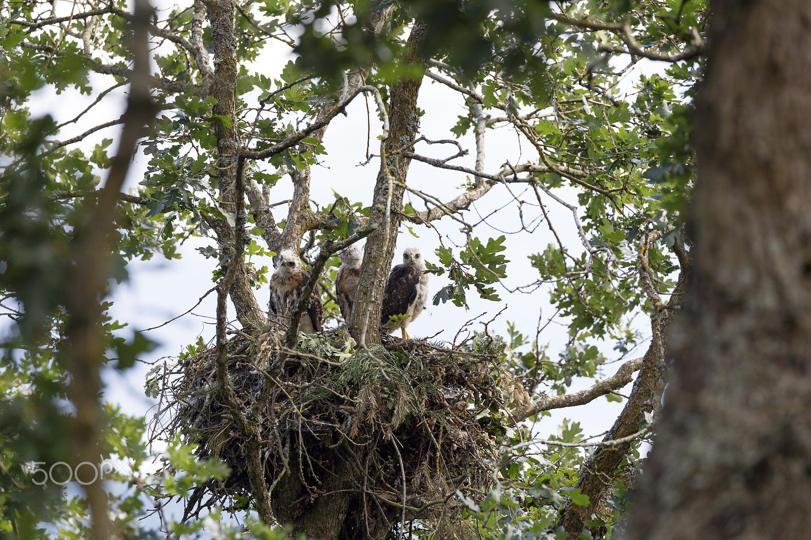 Canon EF 100-400mm F4.5-5.6L IS II USM sample photo. The lookout photography