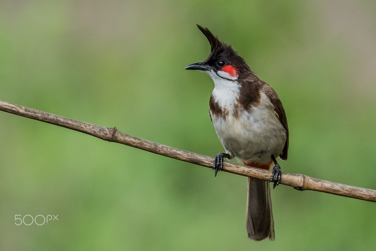 Canon EOS 7D Mark II + Canon EF 100-400mm F4.5-5.6L IS II USM sample photo. Red-whiskered bulbul photography