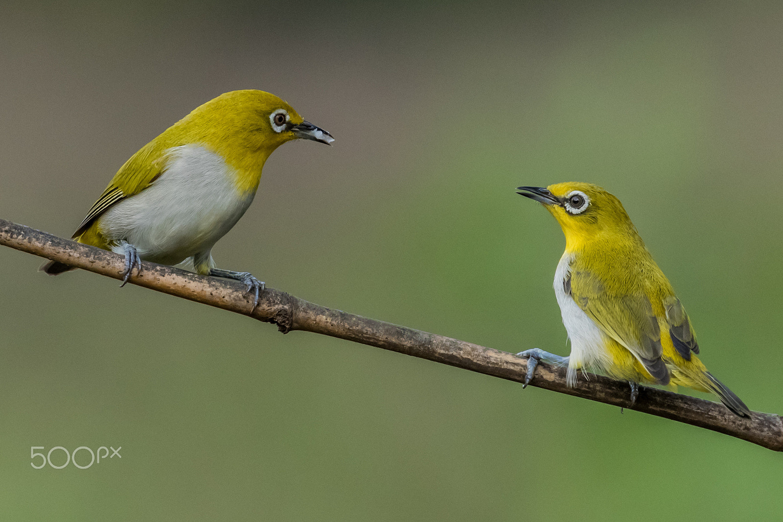 Canon EF 100-400mm F4.5-5.6L IS II USM sample photo. Oriental white eye photography