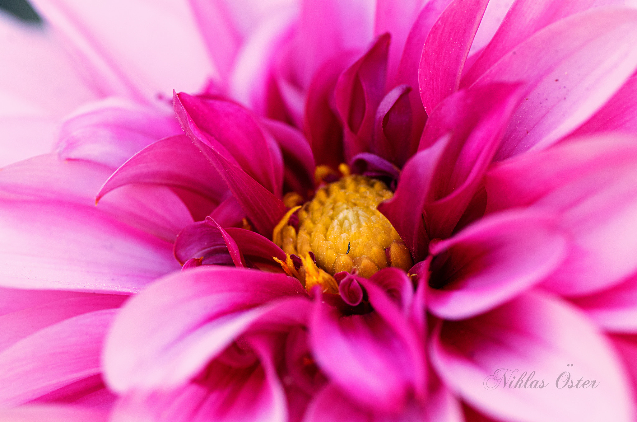 Pentax K-50 + Tamron SP AF 90mm F2.8 Di Macro sample photo. Flower in bloom... photography