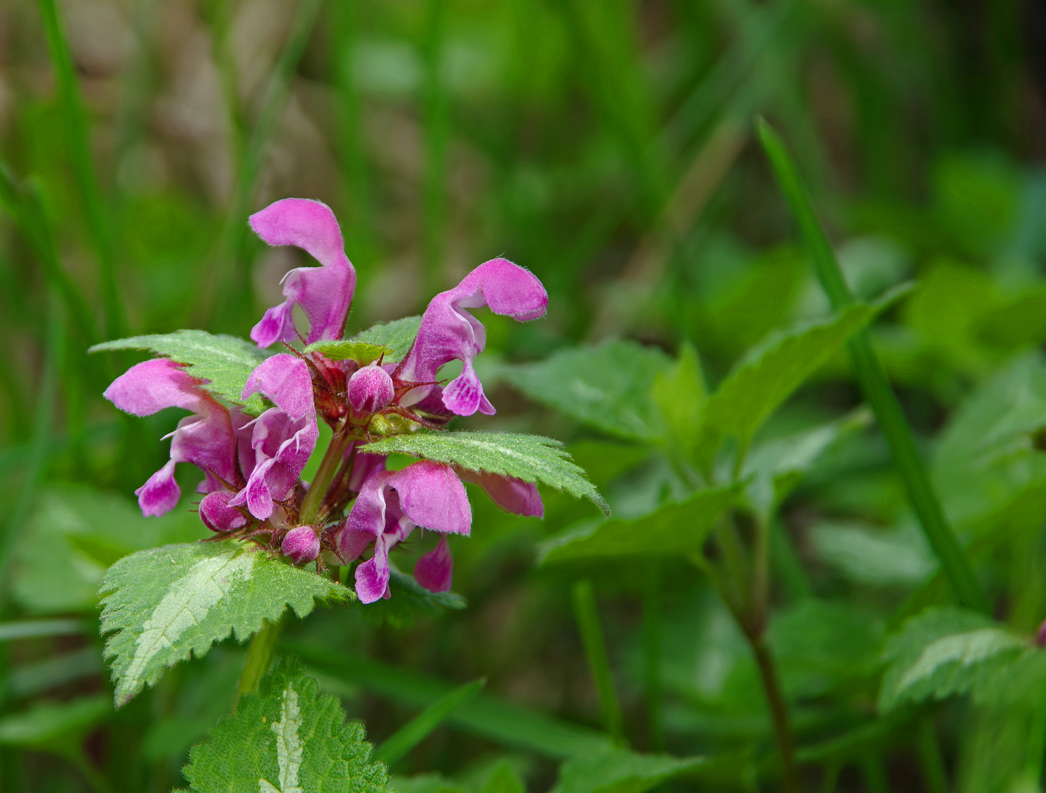 Pentax K-1 sample photo. Nettle like photography