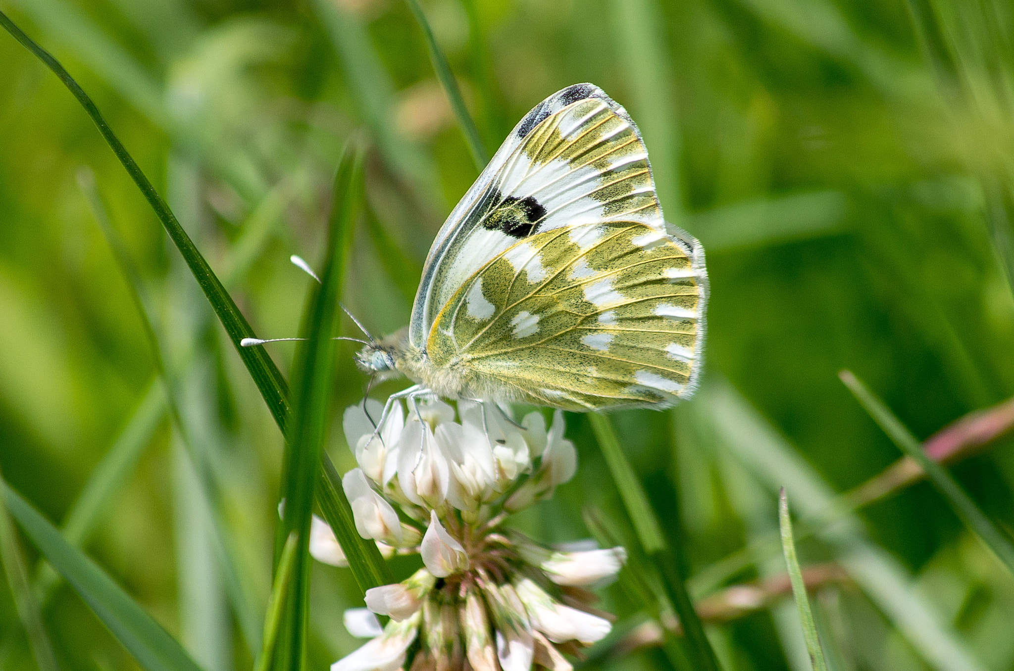 HD Pentax DA 55-300mm F4.0-5.8 ED WR sample photo. Eastern bath white // pontia edusa photography
