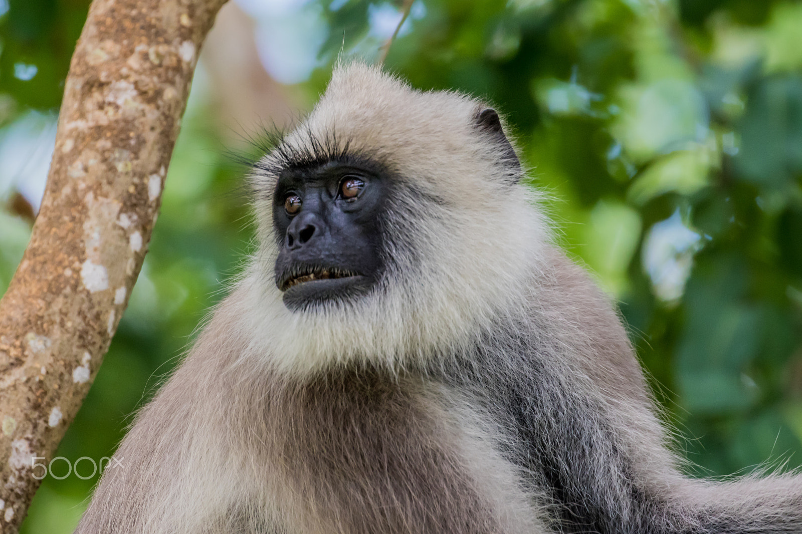 Canon EOS 7D Mark II + Canon EF 100-400mm F4.5-5.6L IS II USM sample photo. Black faced langur photography