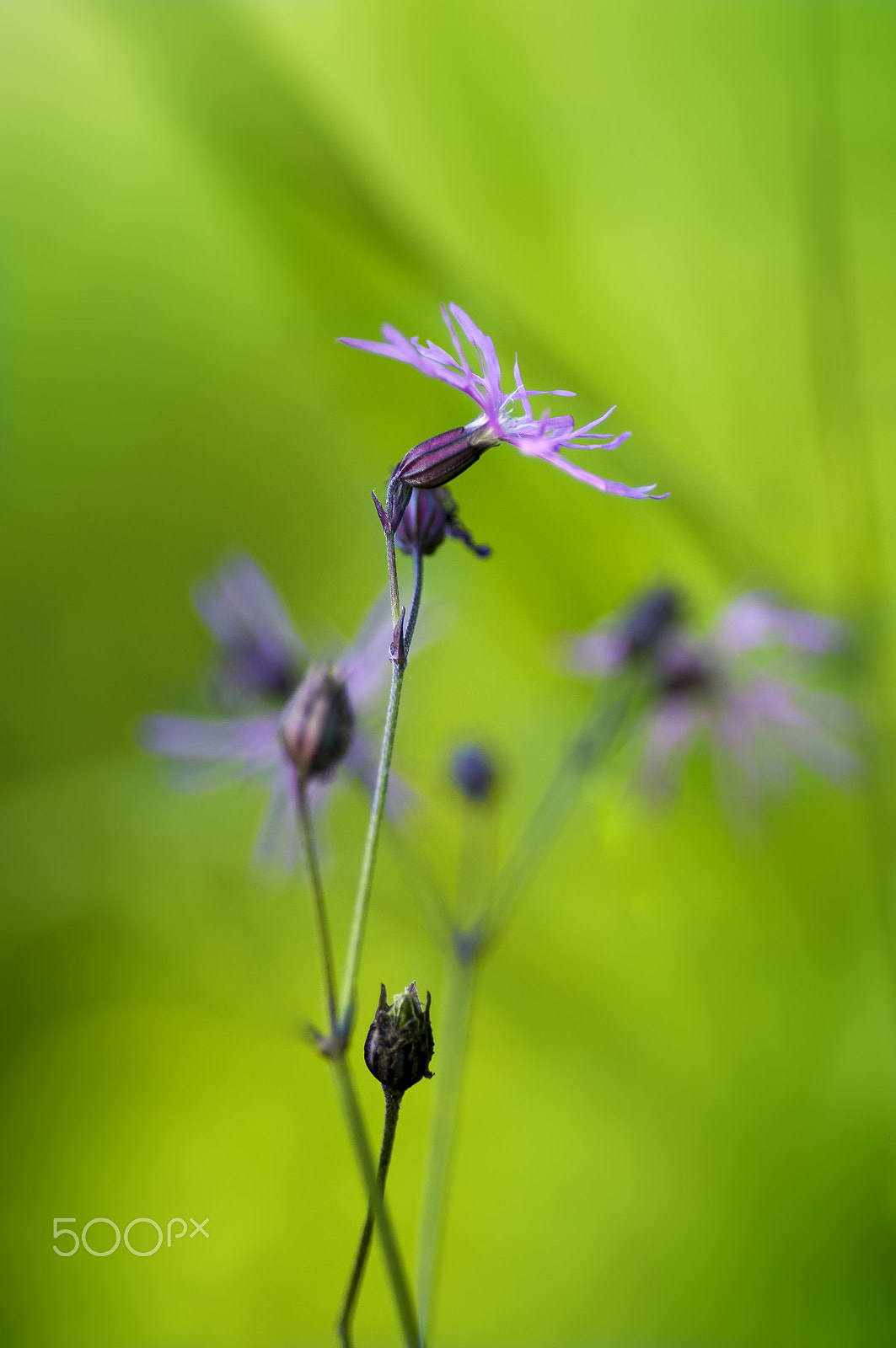 Pentax smc D-FA 100mm F2.8 macro sample photo. ..... photography