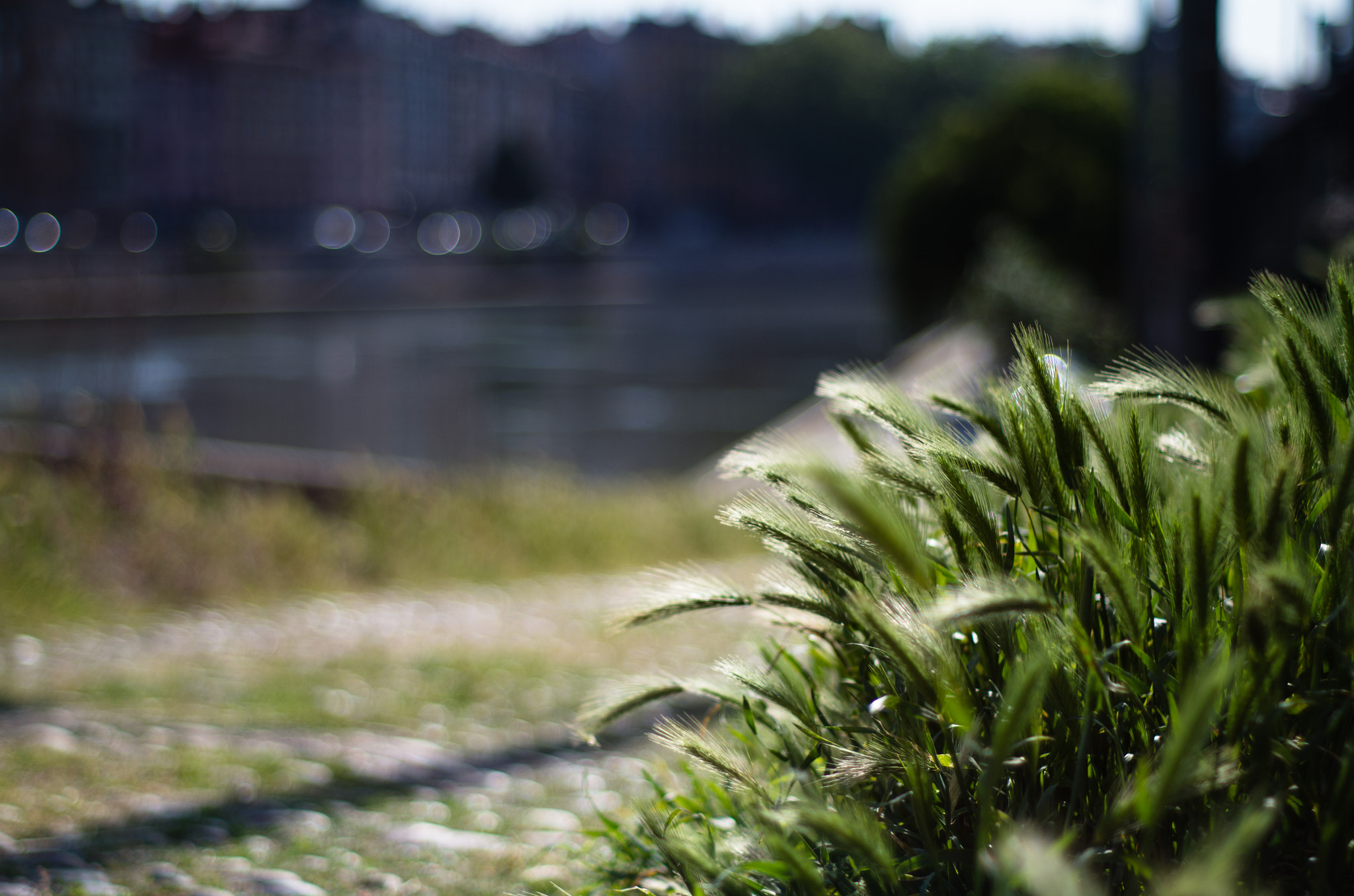 Pentax K-30 + A Series Lens sample photo. Verdure au bord de la saône photography