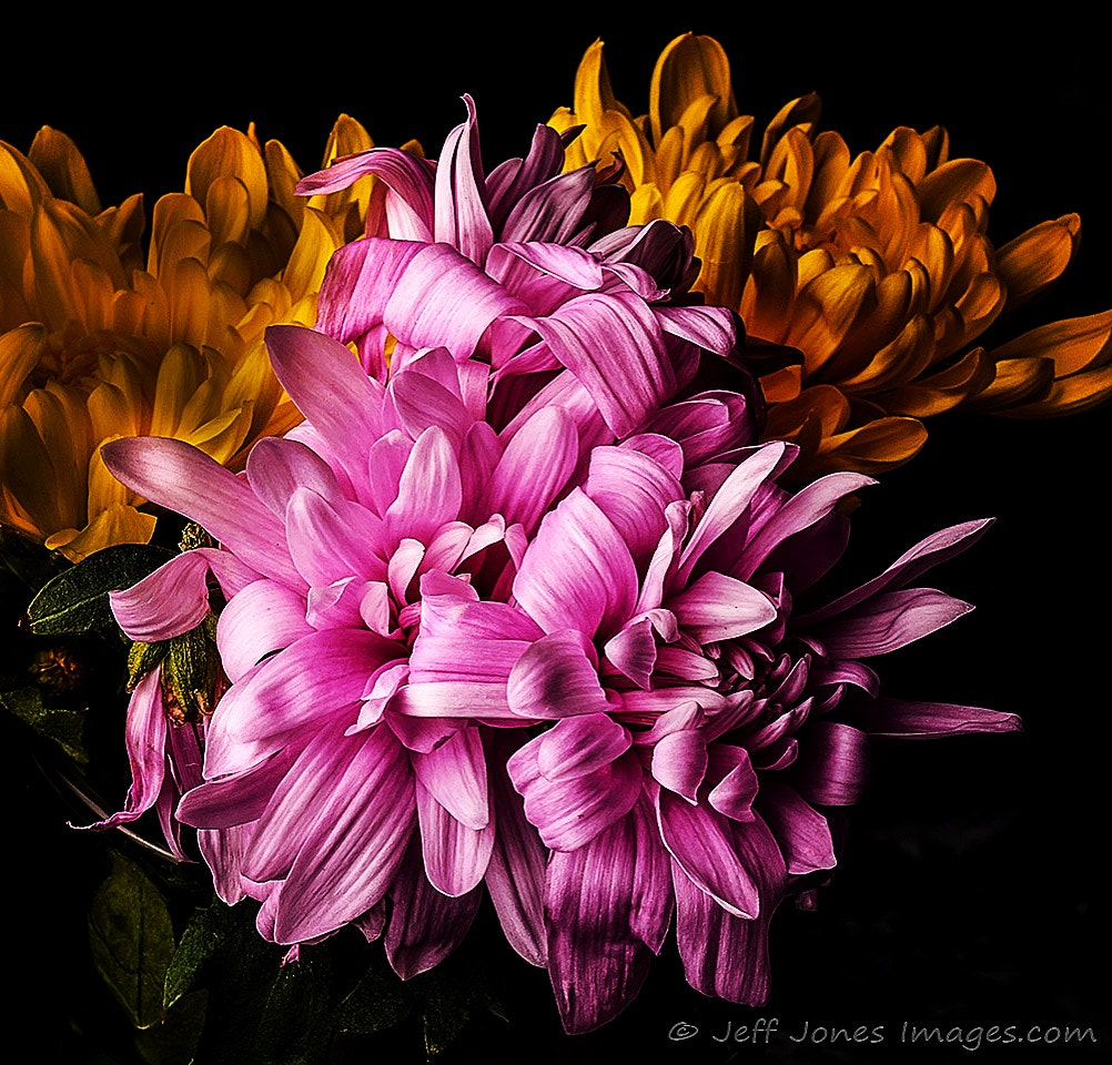 Nikon AF-S Nikkor 28-70mm F2.8 ED-IF sample photo. Wildflowers shot with nikon d7100 with 3 sb800 strobes in a single bank and shoot through umbrella photography