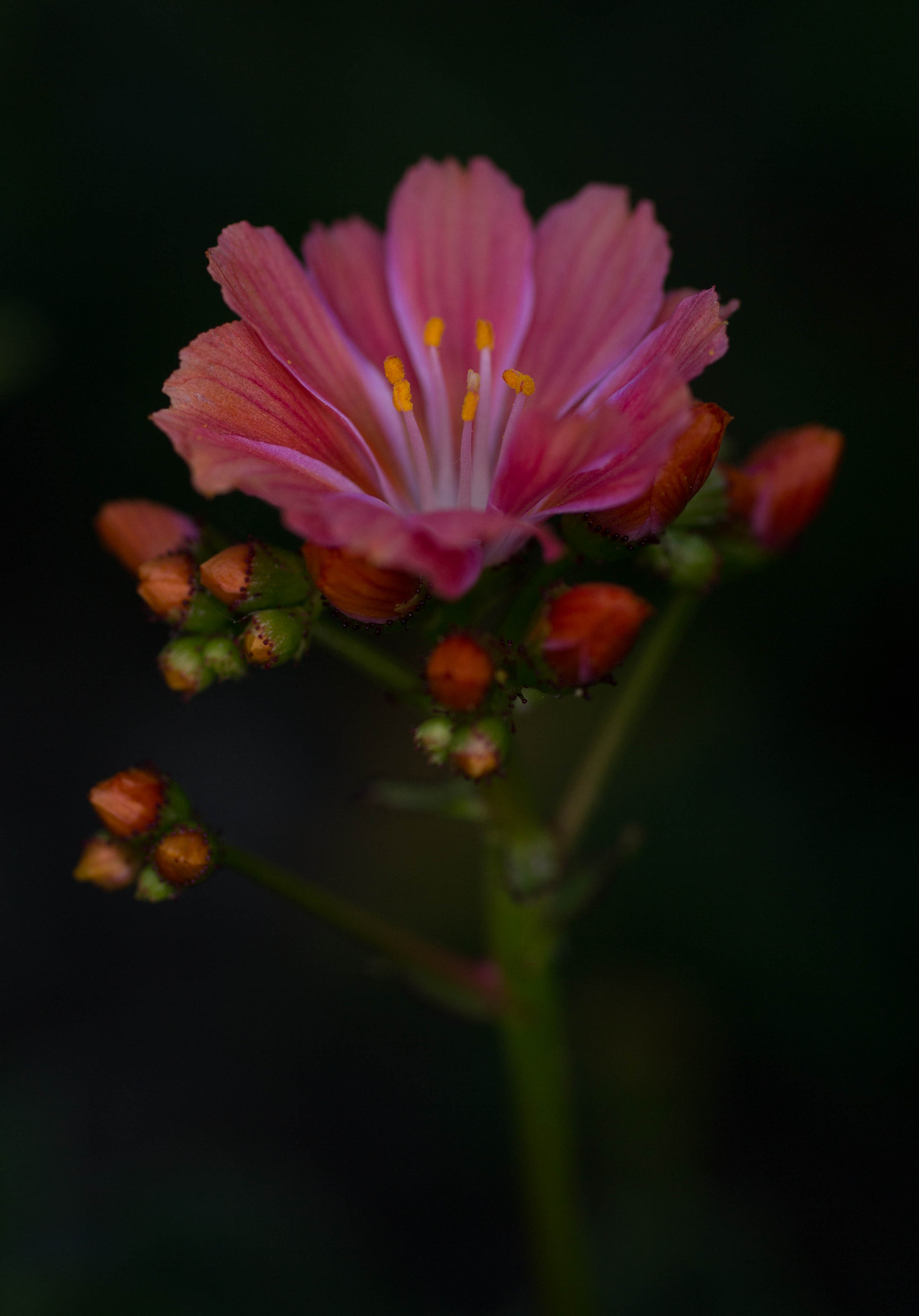 Canon EOS 700D (EOS Rebel T5i / EOS Kiss X7i) + Canon EF 50mm F2.5 Macro sample photo. Garden flower photography
