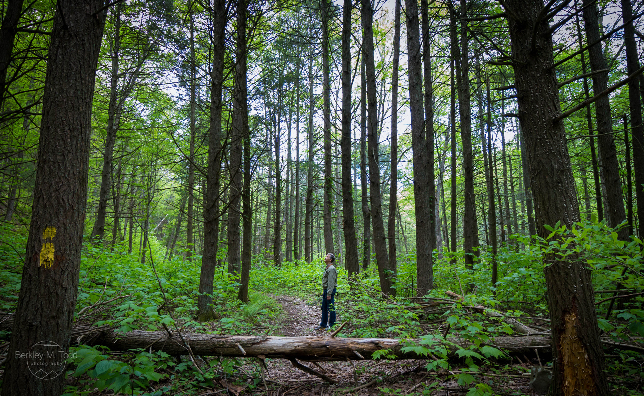 Canon EF-S 10-18mm F4.5–5.6 IS STM sample photo. Forest reflections photography