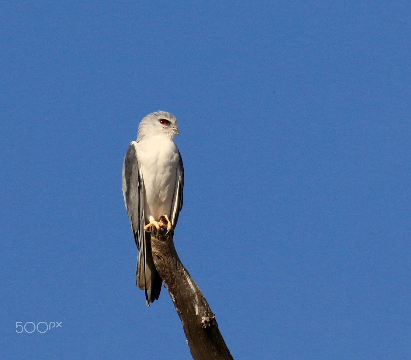Canon EF 100-400mm F4.5-5.6L IS USM sample photo. Black-shouldered kite on his look-out point. photography