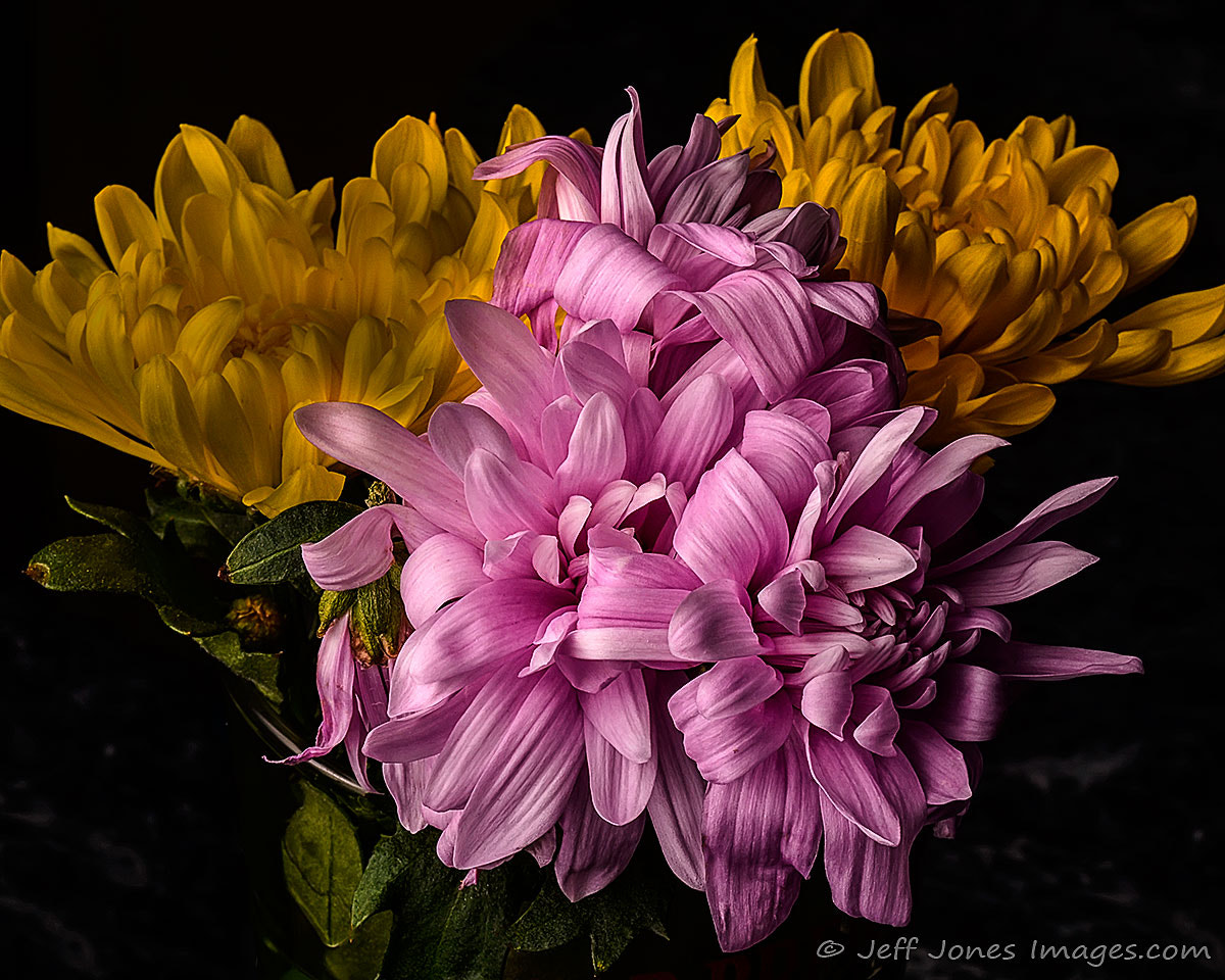 Nikon AF-S Nikkor 28-70mm F2.8 ED-IF sample photo. Wildflowers lit by umbrella photography