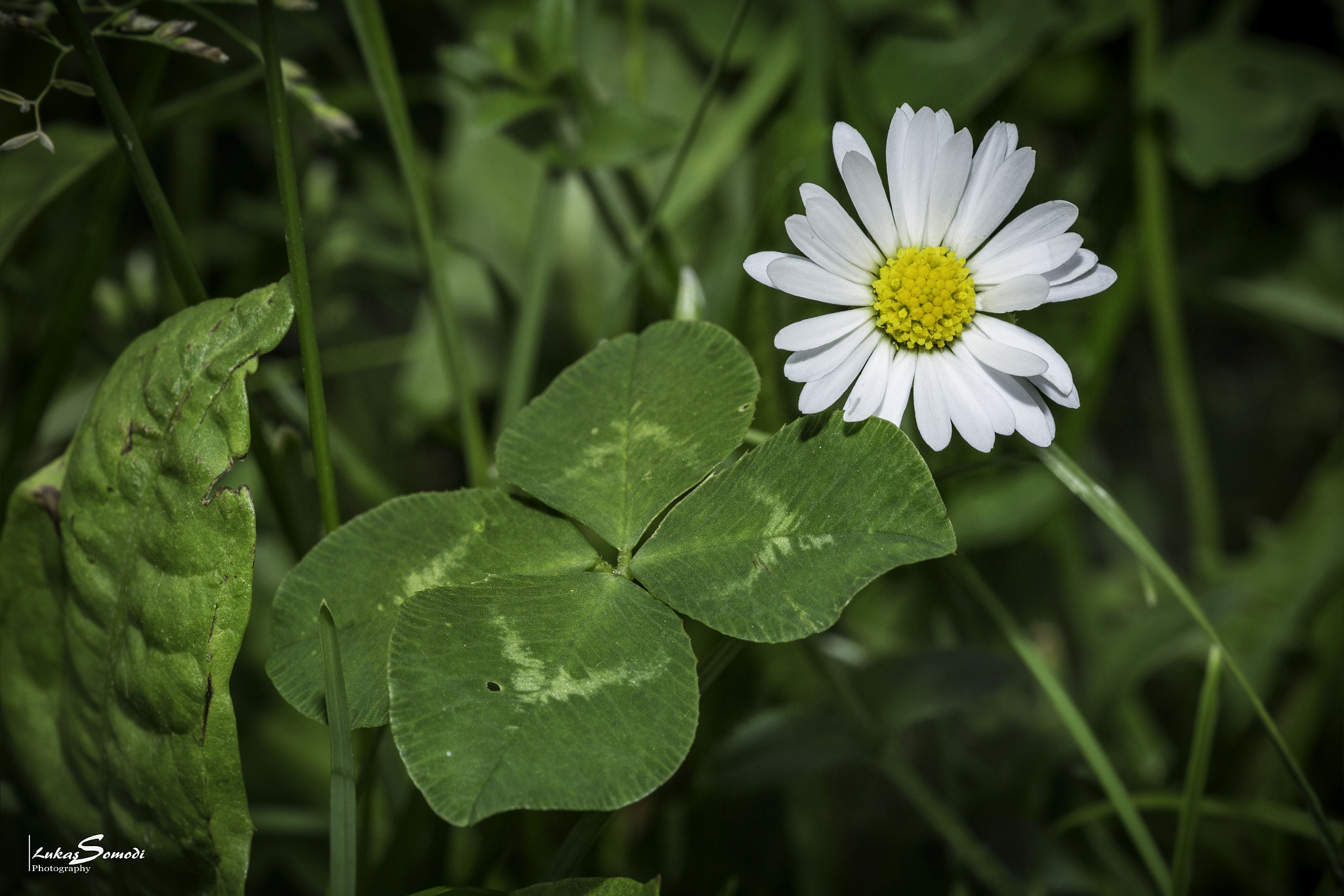 Sigma 150mm f/2.8 EX DG OS HSM APO Macro sample photo. Four-leaf clover photography
