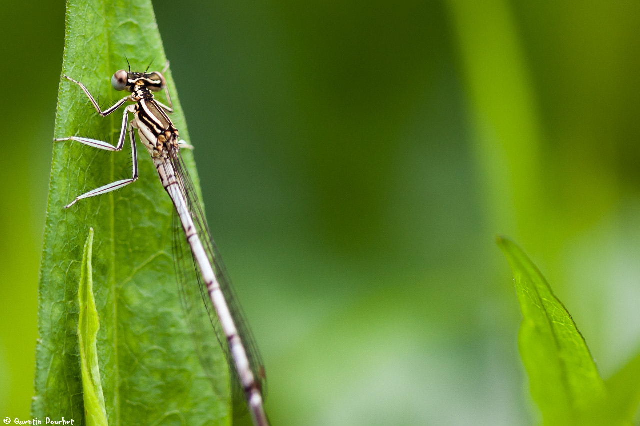Canon EF 100mm F2.8 Macro USM sample photo. Agrion photography