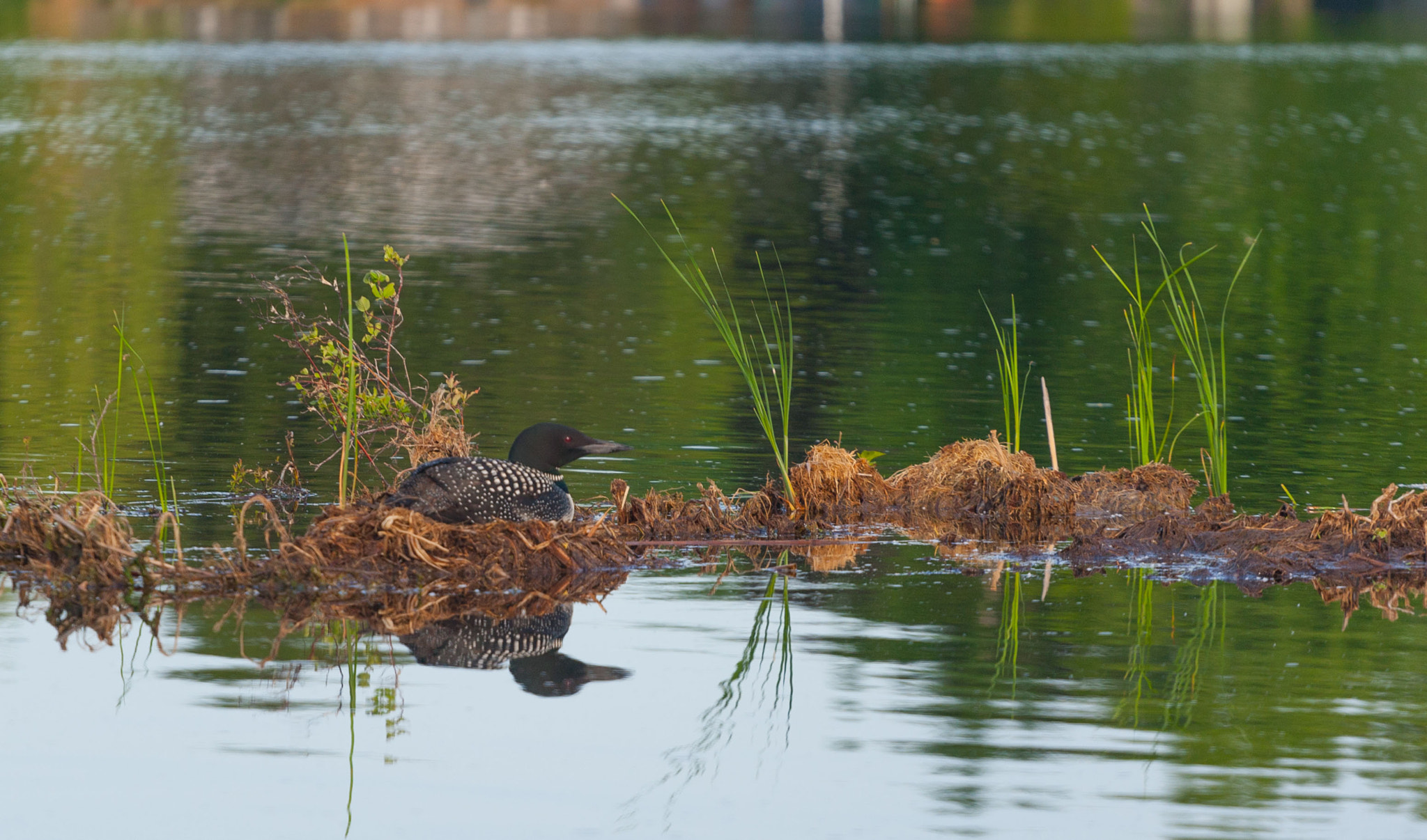 Canon EOS-1D Mark III sample photo. Morning at the nest photography