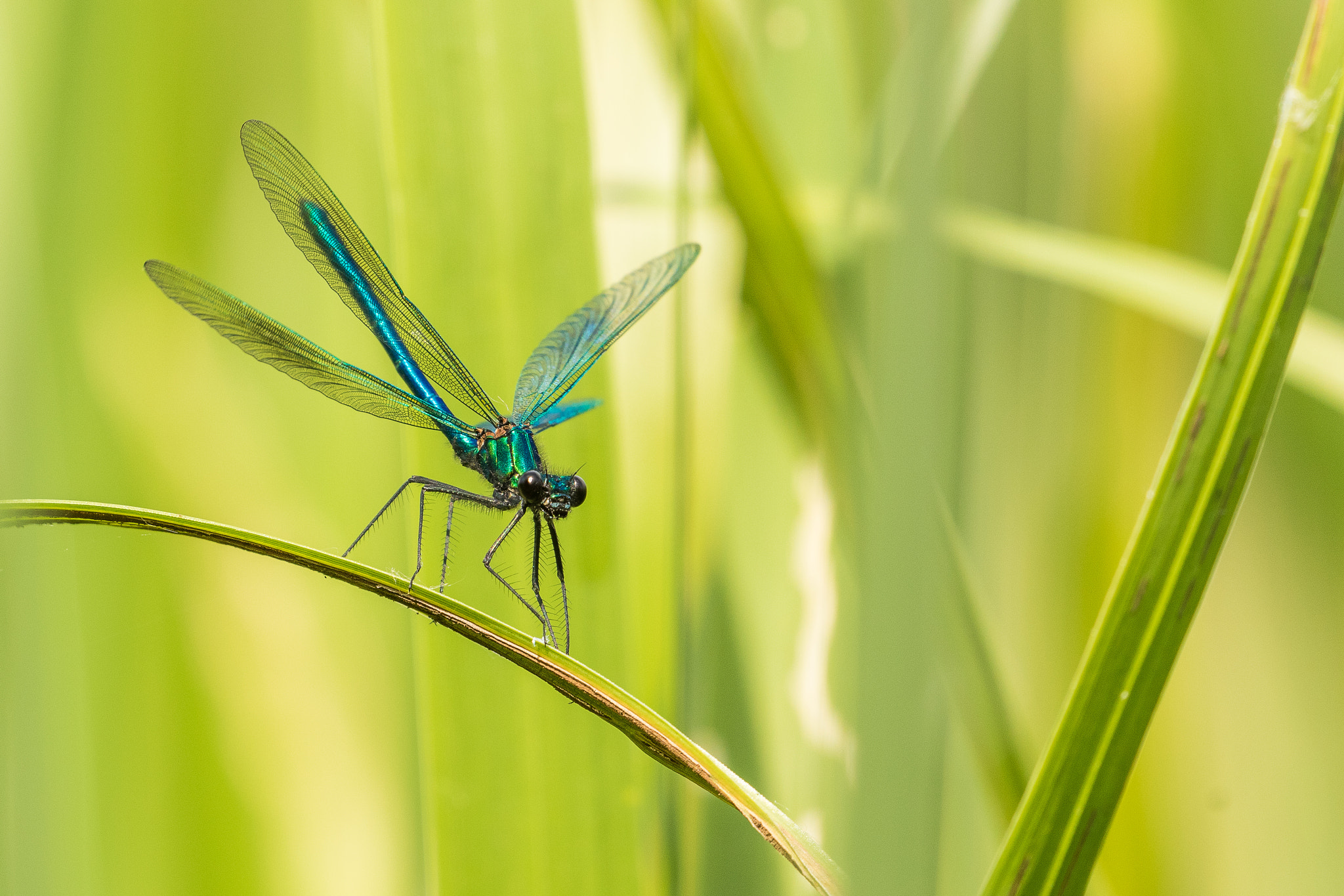 Canon EF 100-400mm F4.5-5.6L IS II USM sample photo. Male banded demoiselle photography