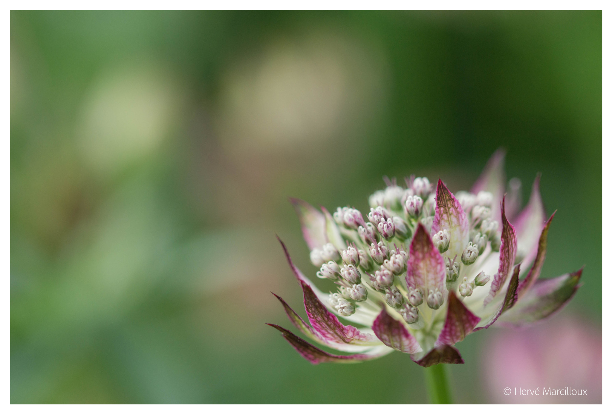Sony SLT-A77 + 105mm F2.8 sample photo. From botaniska trädgården photography