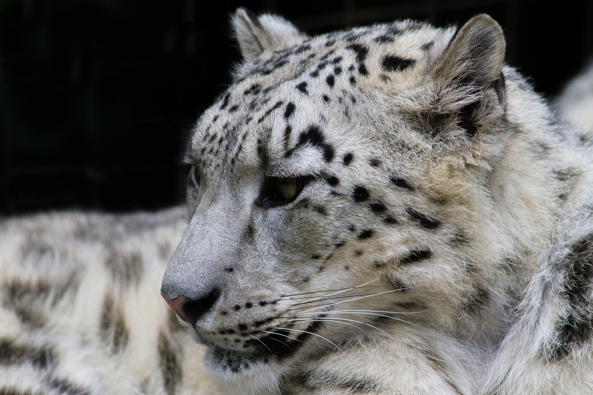 Canon EOS 7D + Canon EF 400mm F5.6L USM sample photo. Snow leopard photography