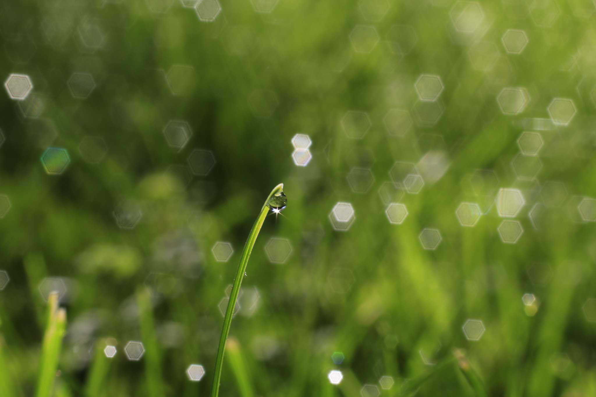 Canon EF 50mm F2.5 Macro sample photo. Drop on grass photography