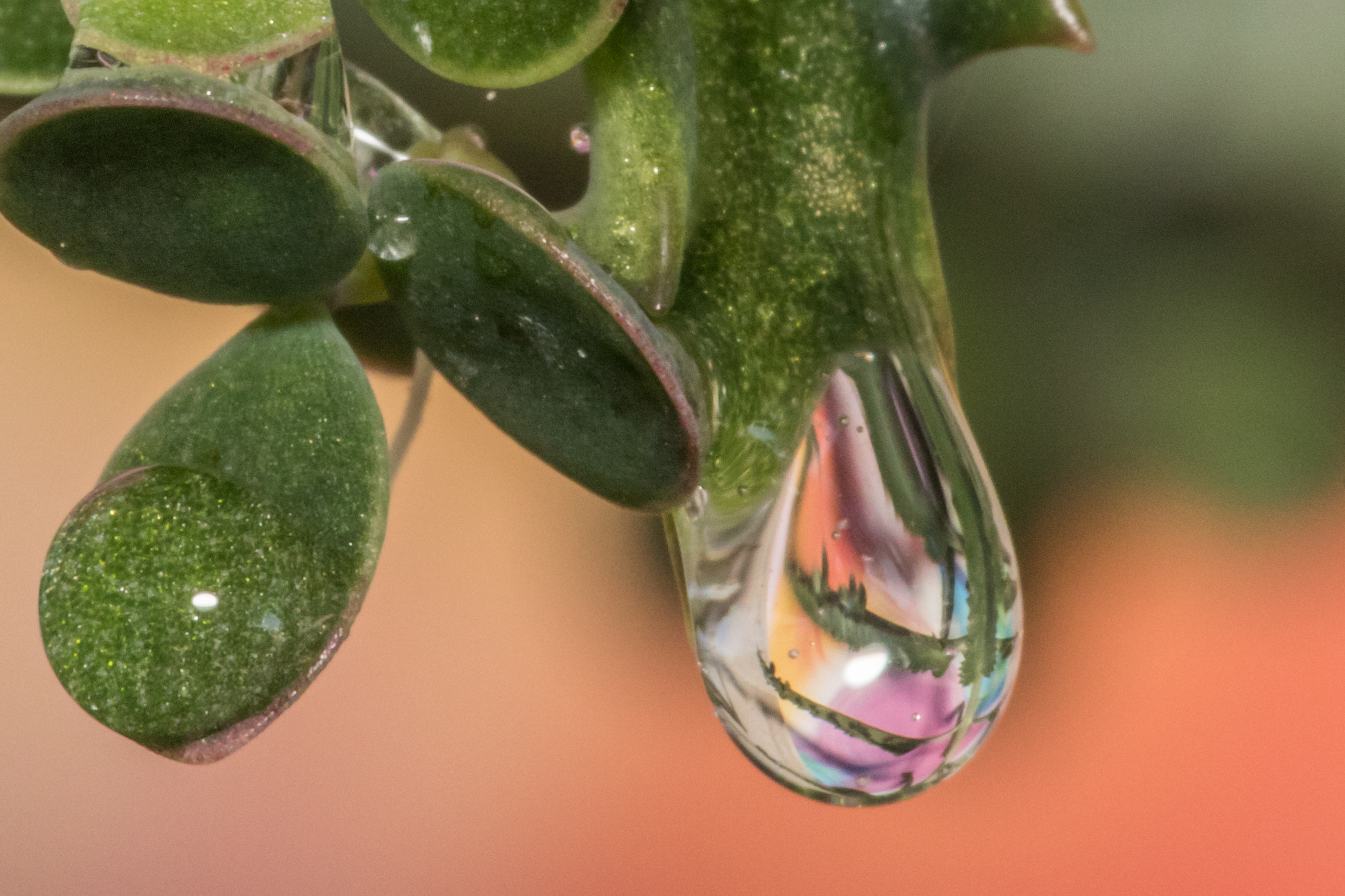 Canon EF 180mm F3.5L Macro USM sample photo. Crying plant photography