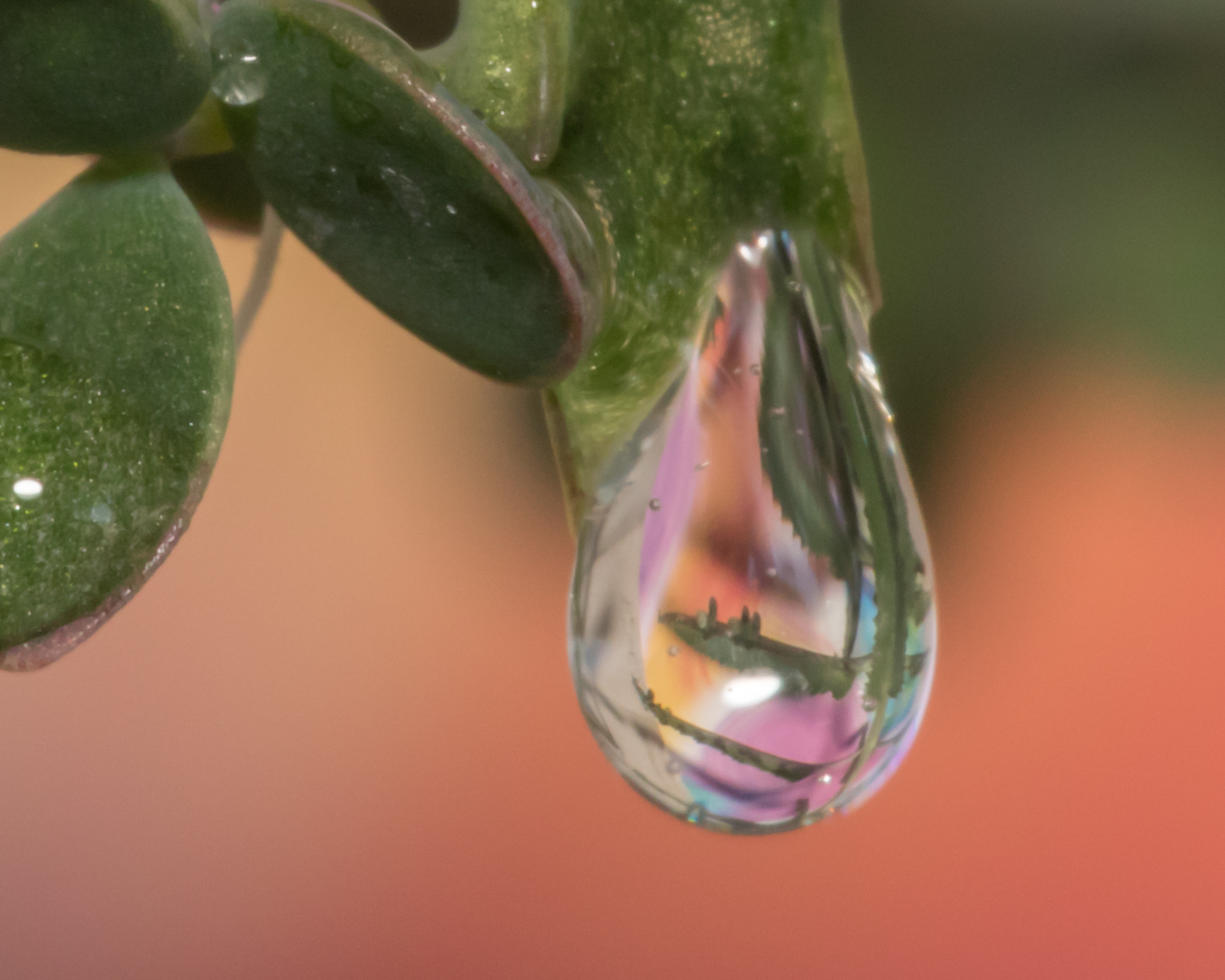 Canon EF 180mm F3.5L Macro USM sample photo. Crying plant photography